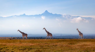 A group of giraffes standing in a field