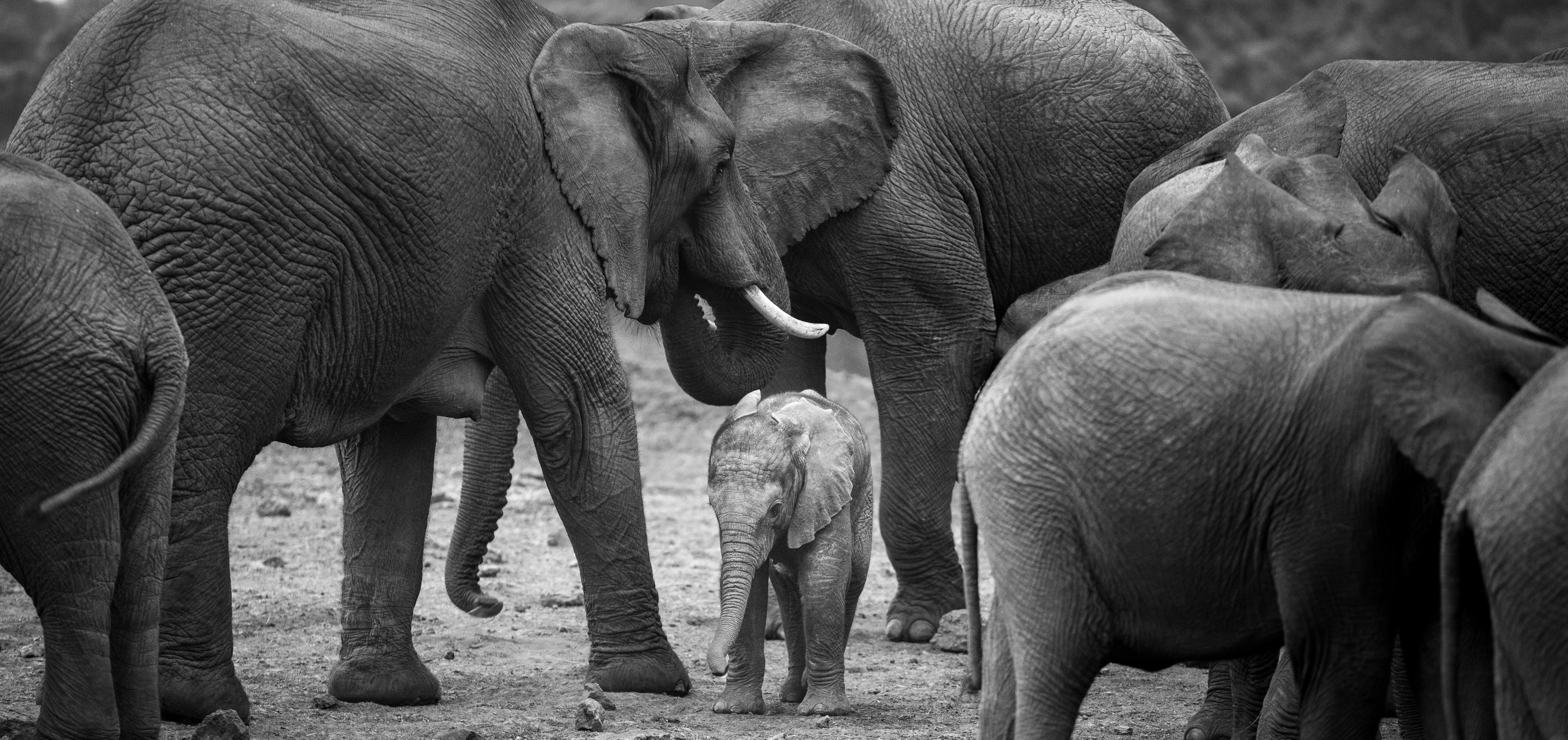 Eine Herde Elefanten, die nebeneinander stehen