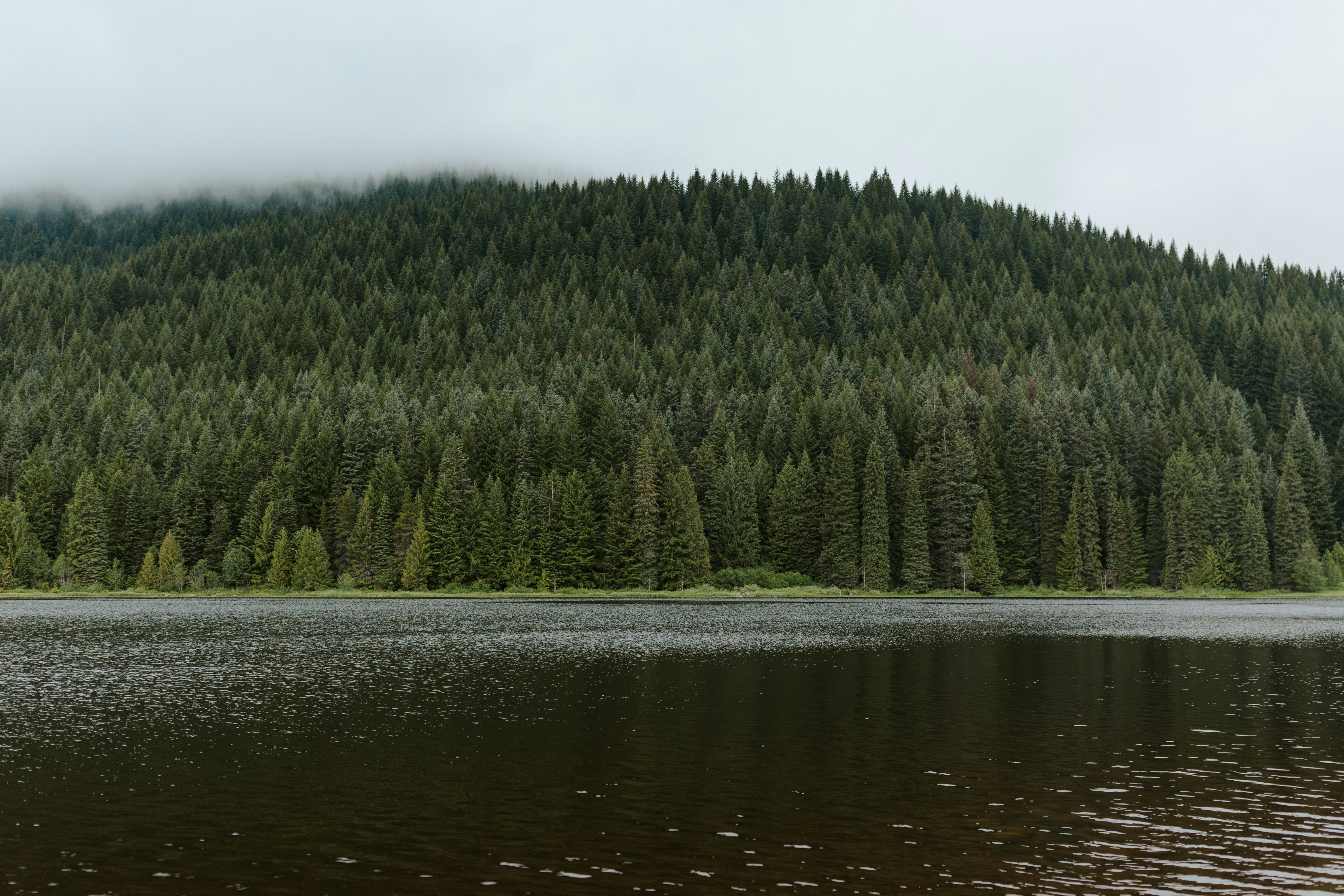 The Pacific Northwest: Where Ferns Meet Giants (image credits: unsplash)