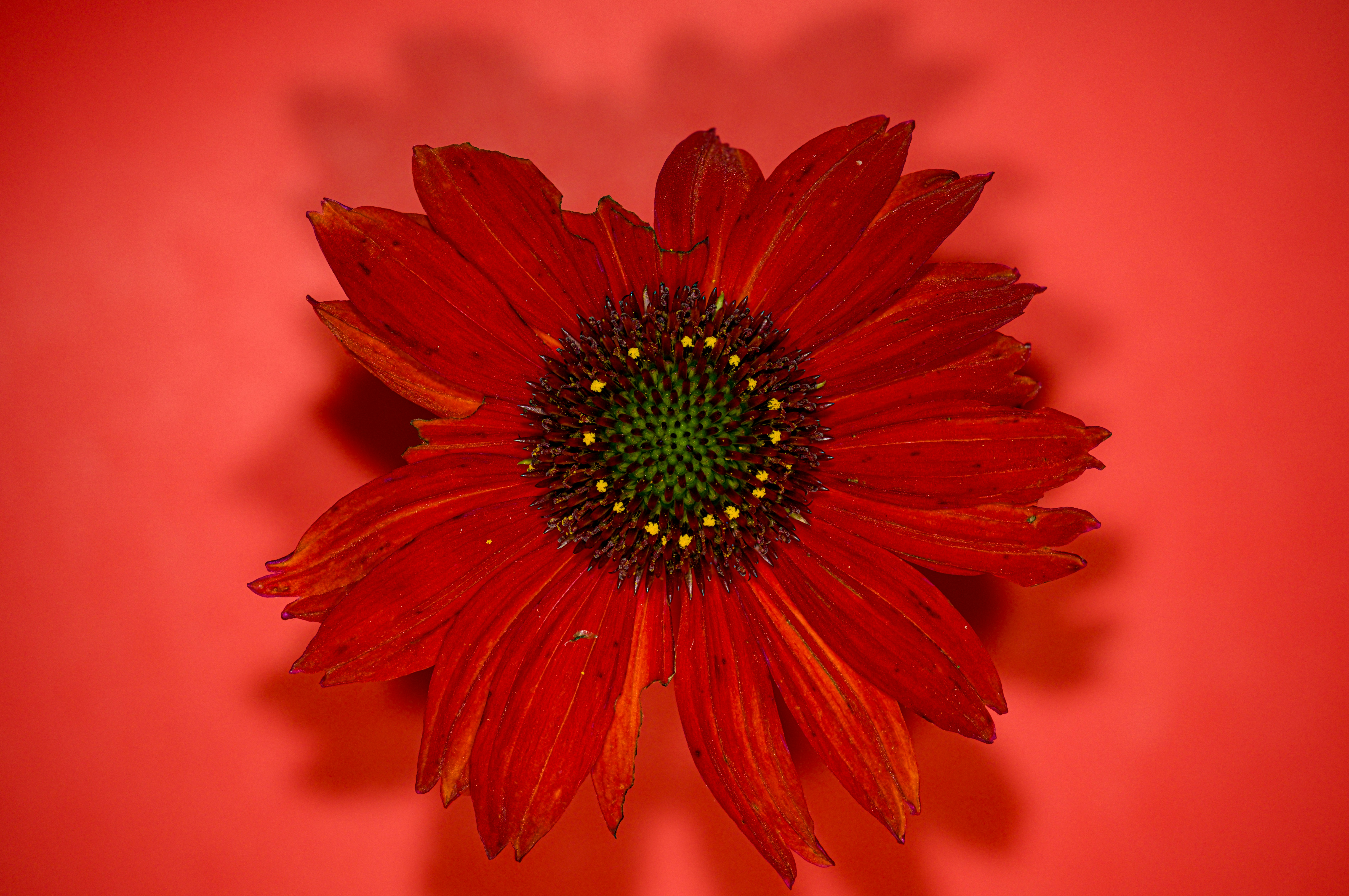 Photo by alexandredaoust