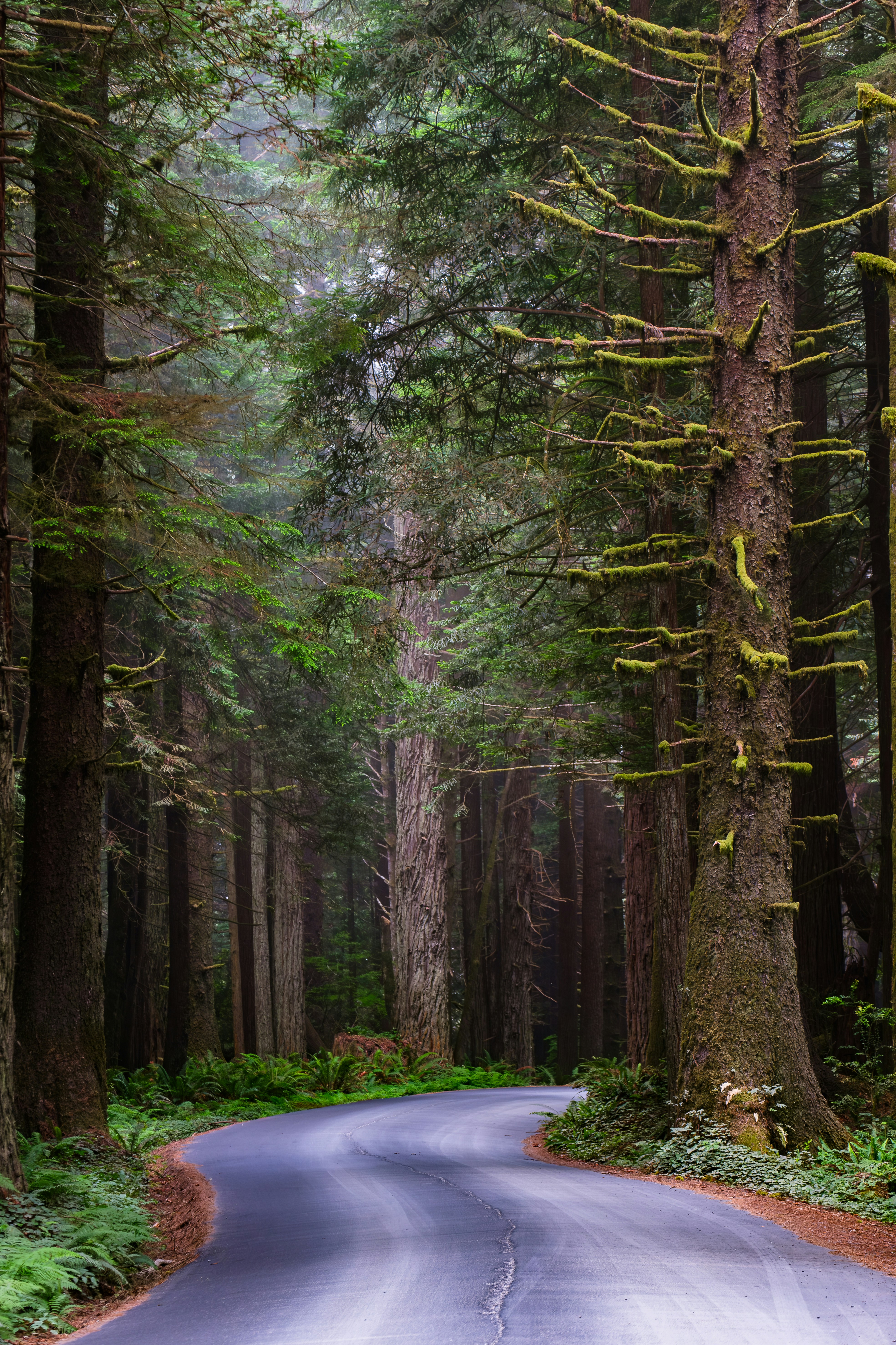 A winding road in the middle of a forest