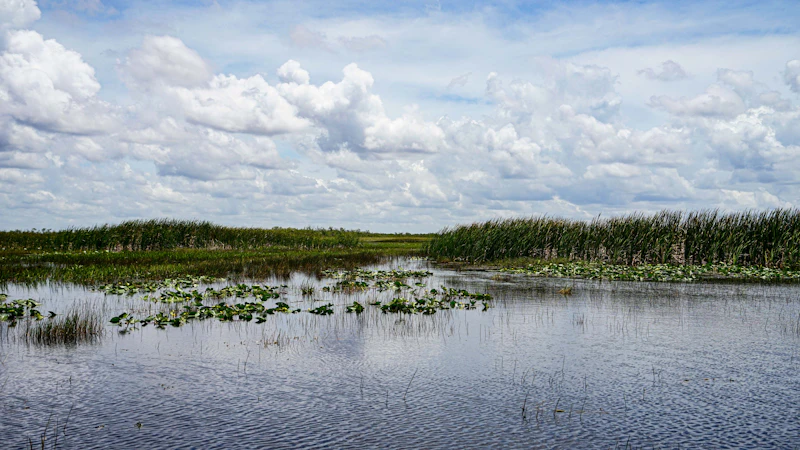 Airboat speeding through Florida wetlands