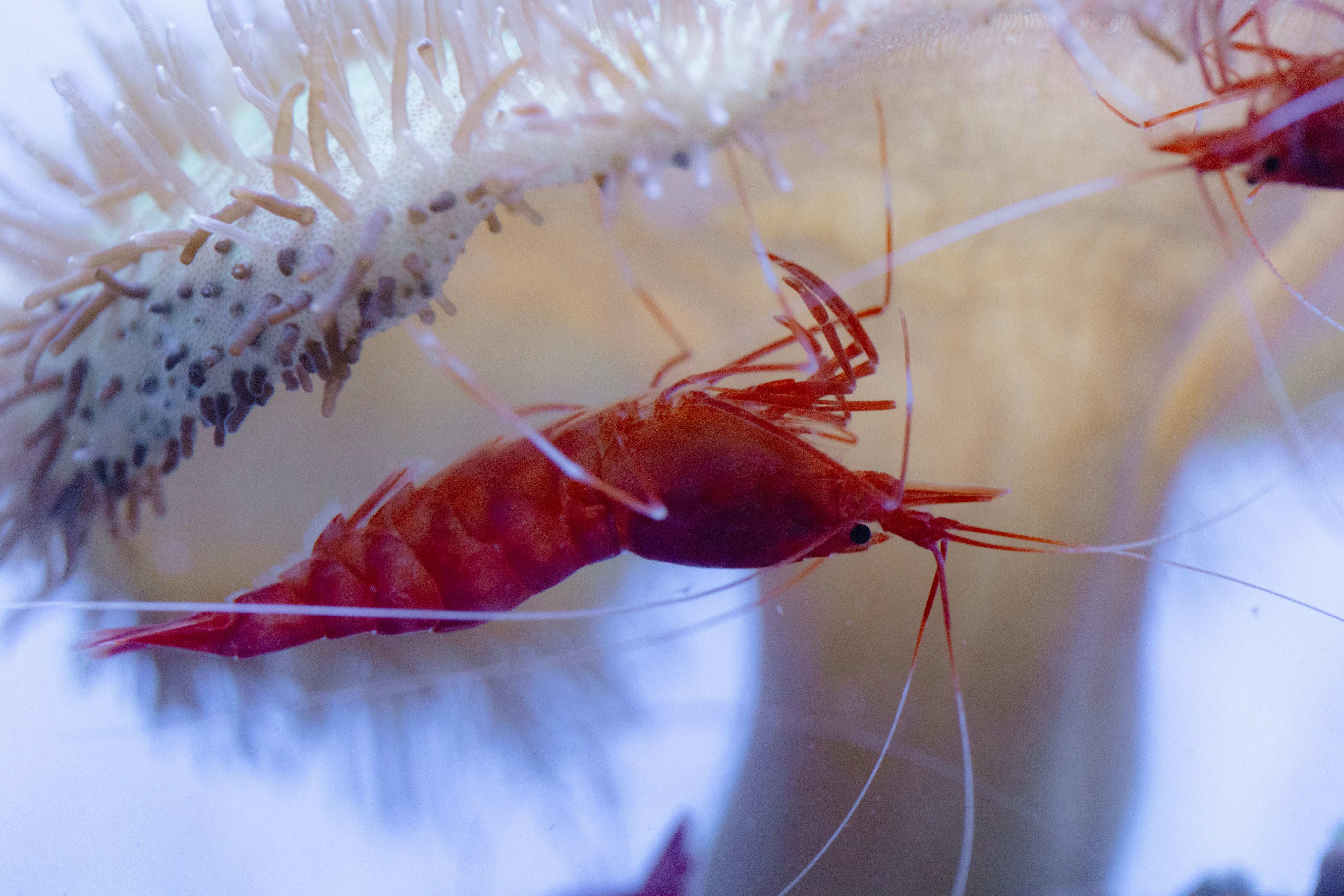 Biomedical Breakthroughs Inspired by Shrimp Vision (image credits: unsplash)