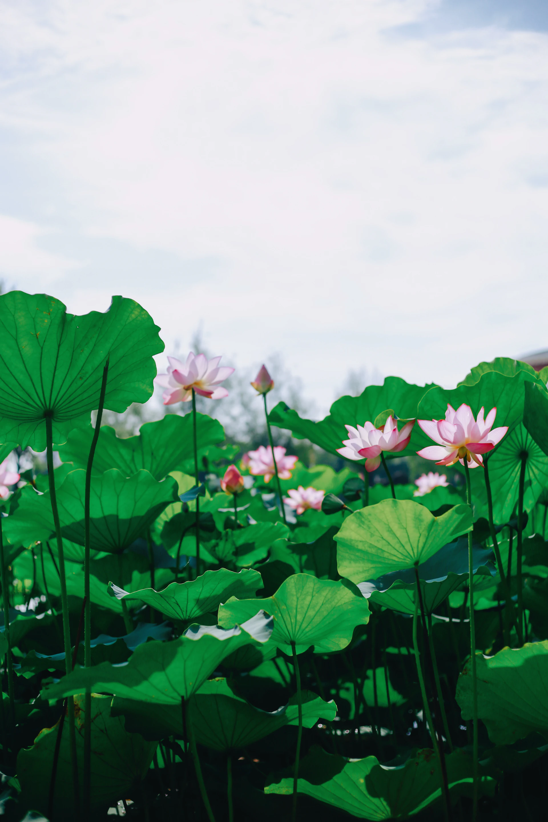 A field full of water lilies under a cloudy blue sky