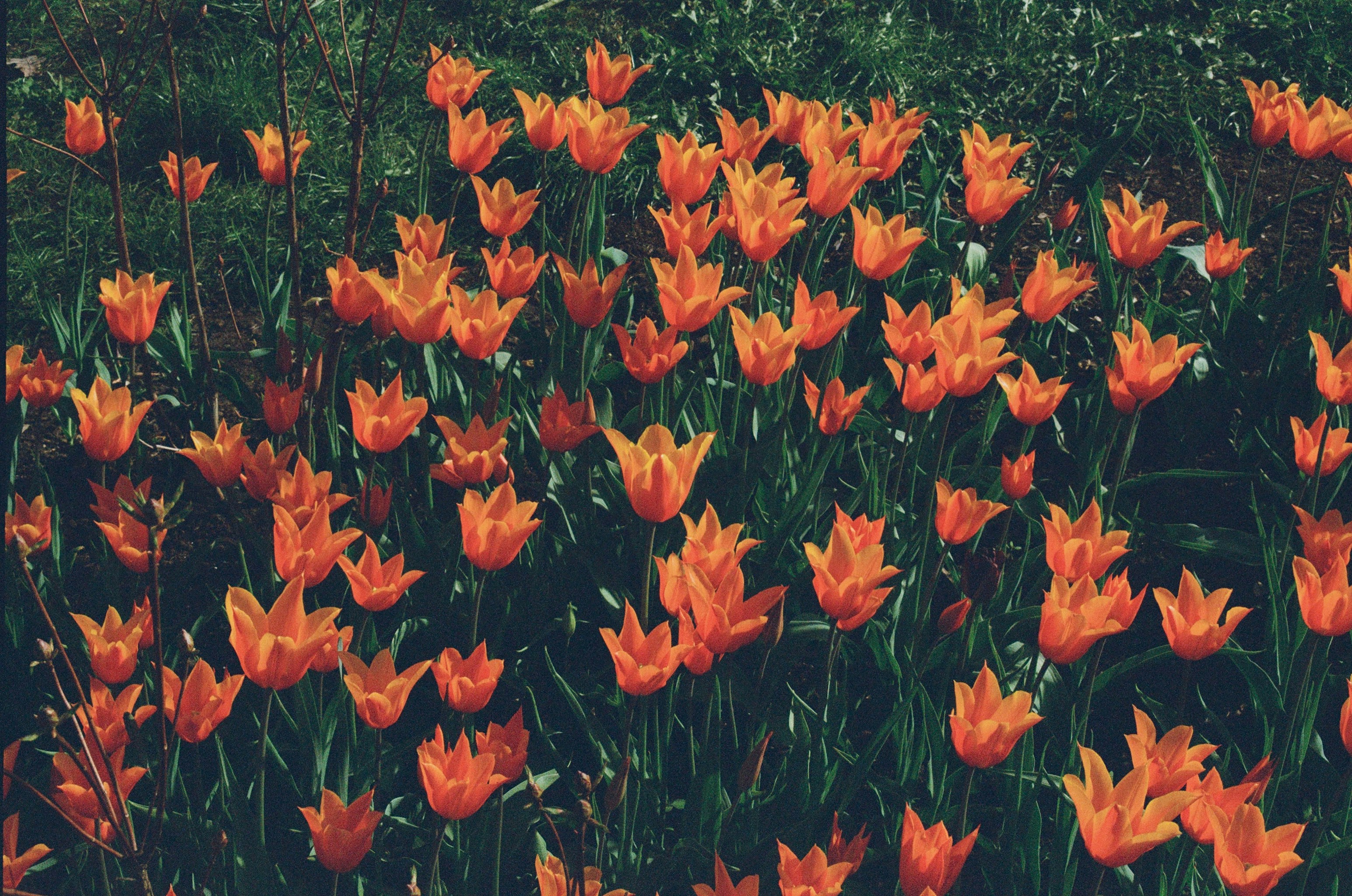 A field full of orange flowers with trees in the background photo ...