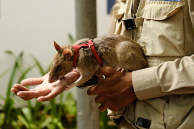 A person holding a small animal in their hands