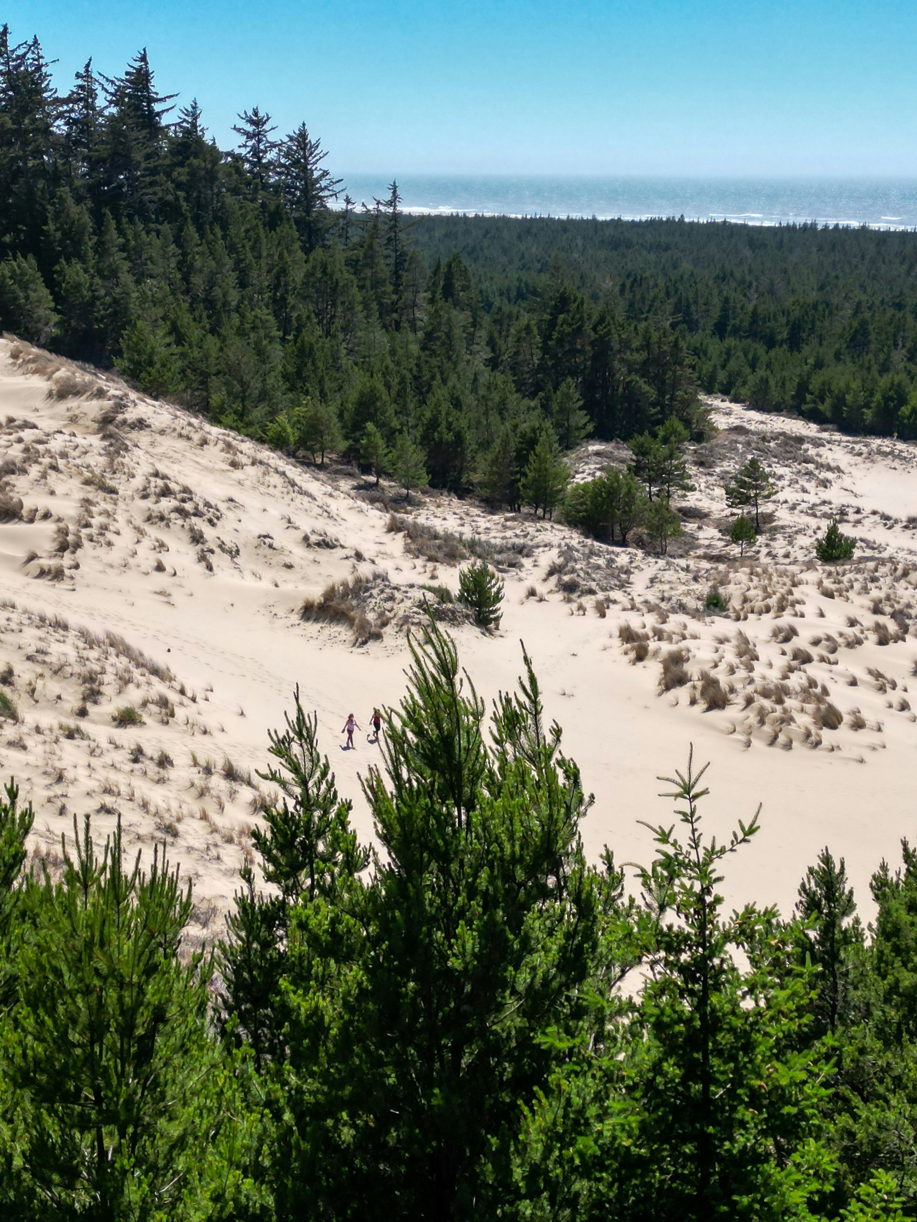 A sandy area with trees and sand dunes