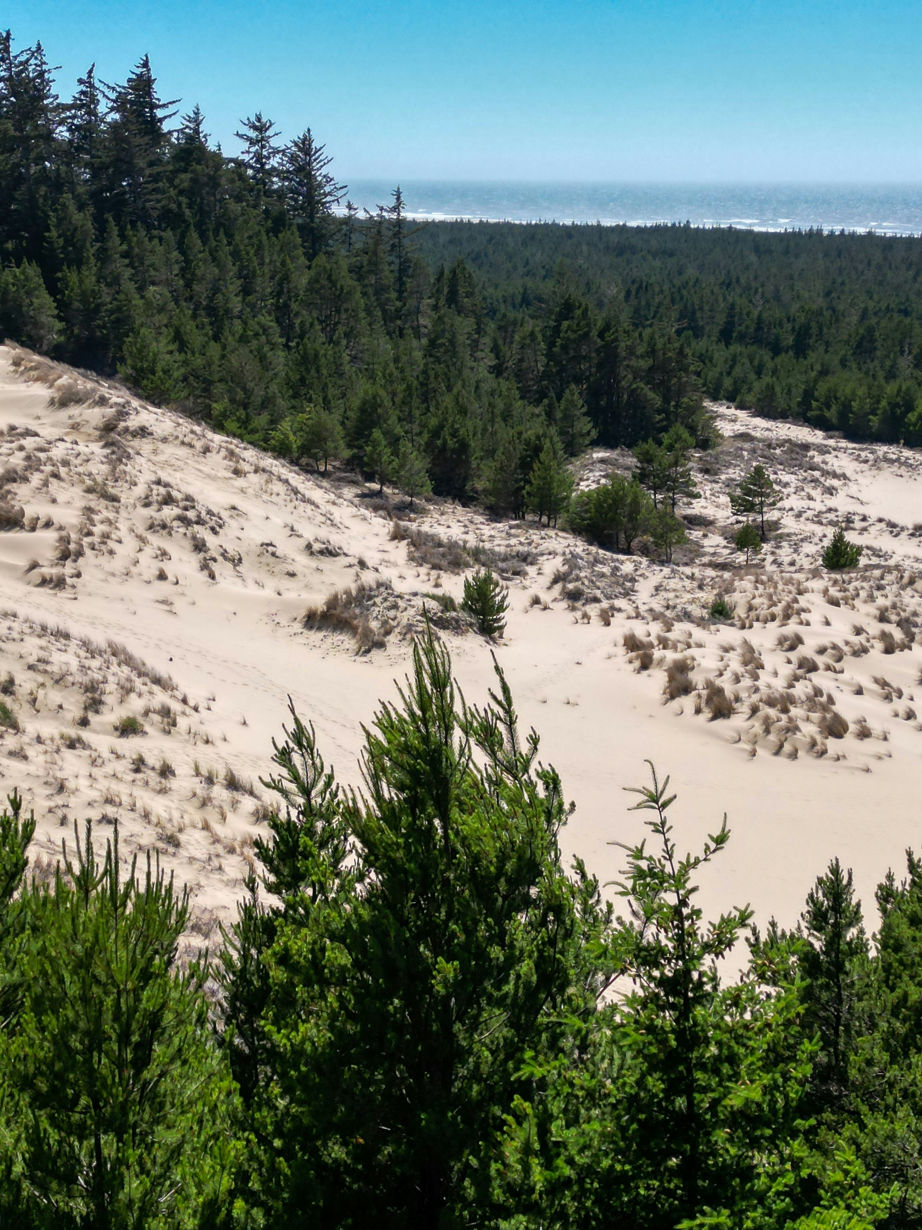 A view of a sandy beach with trees in the foreground