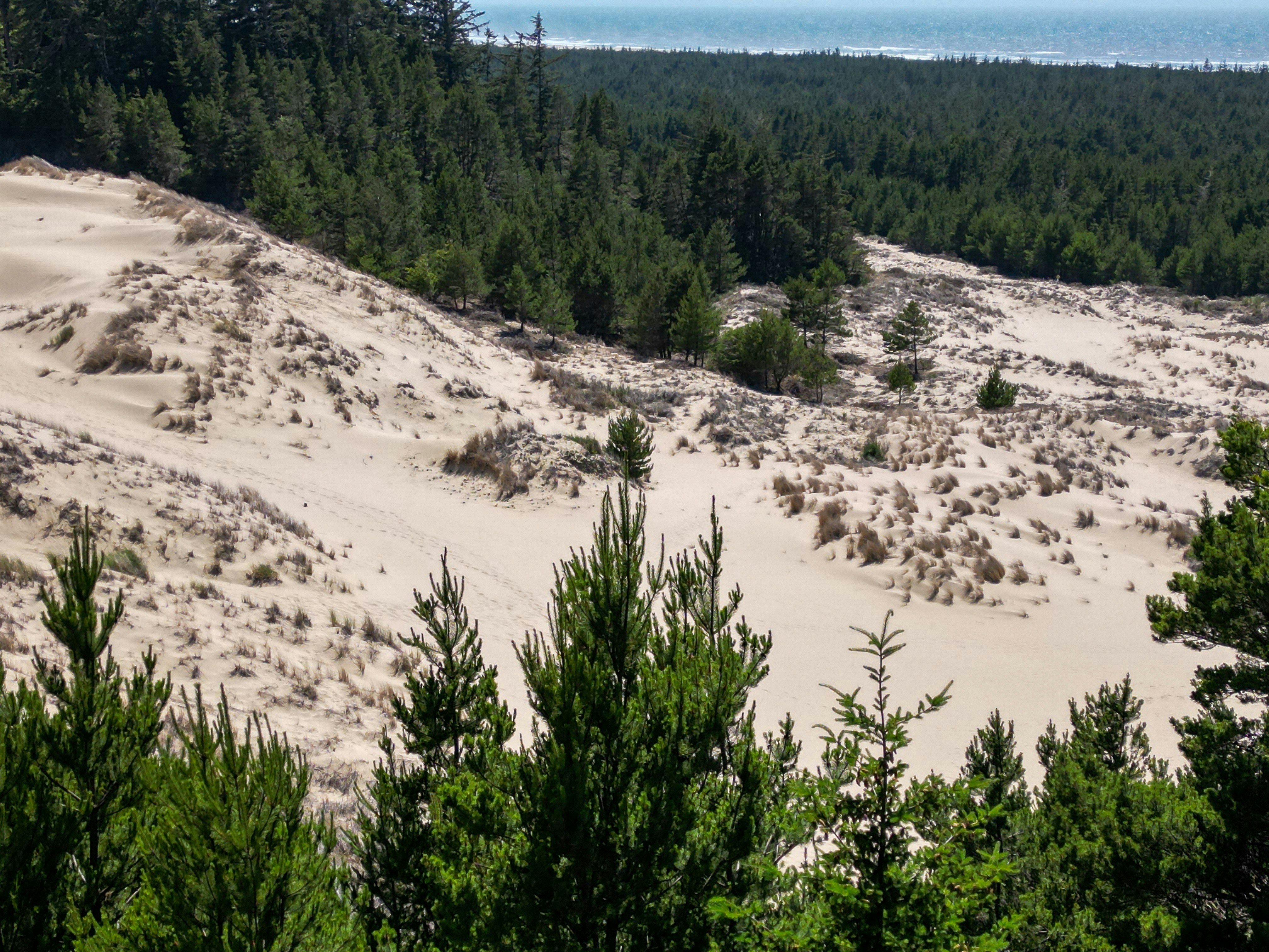 A sandy area with trees and a beach in the background