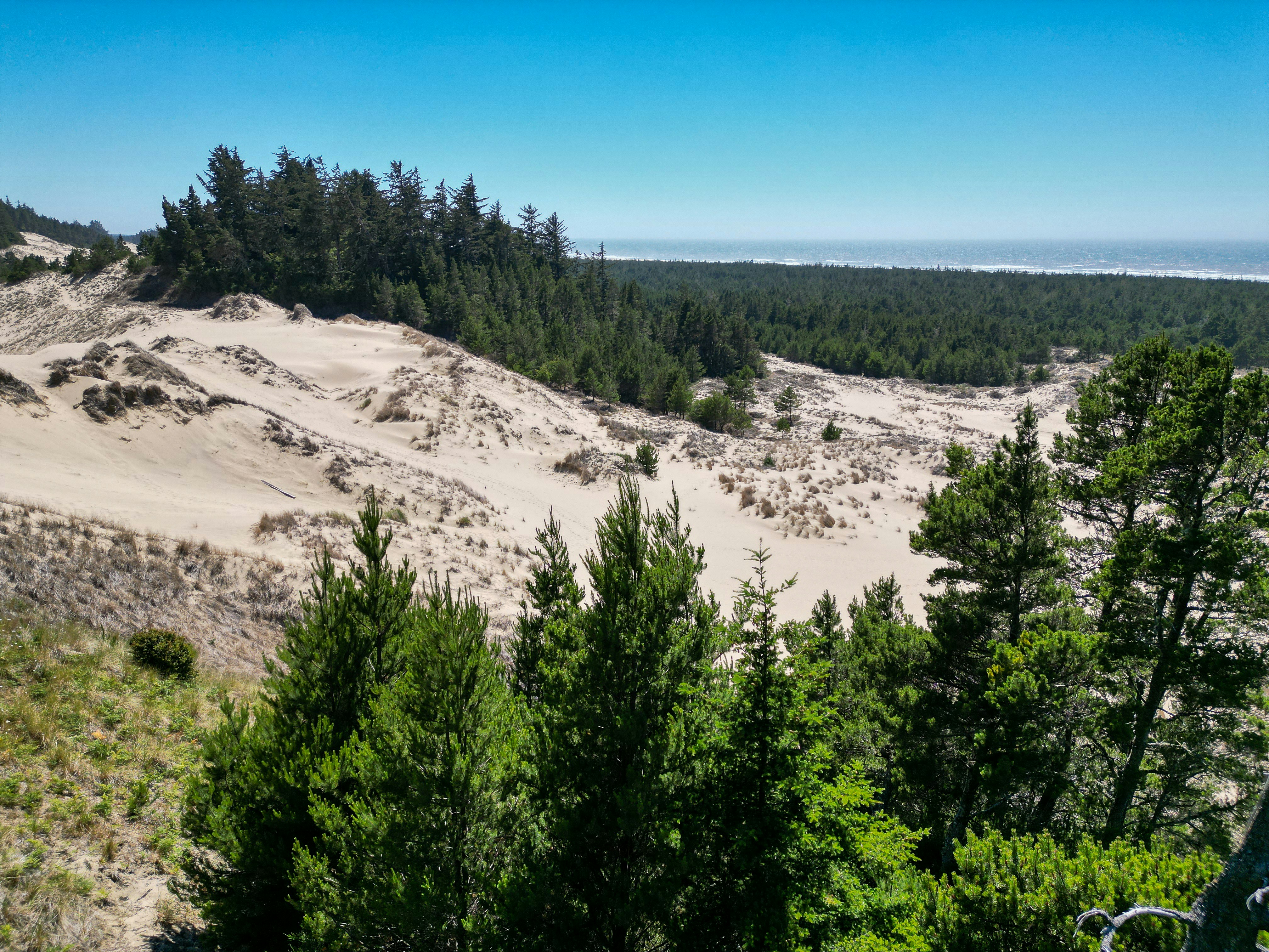 A bench sitting on top of a lush green hillside