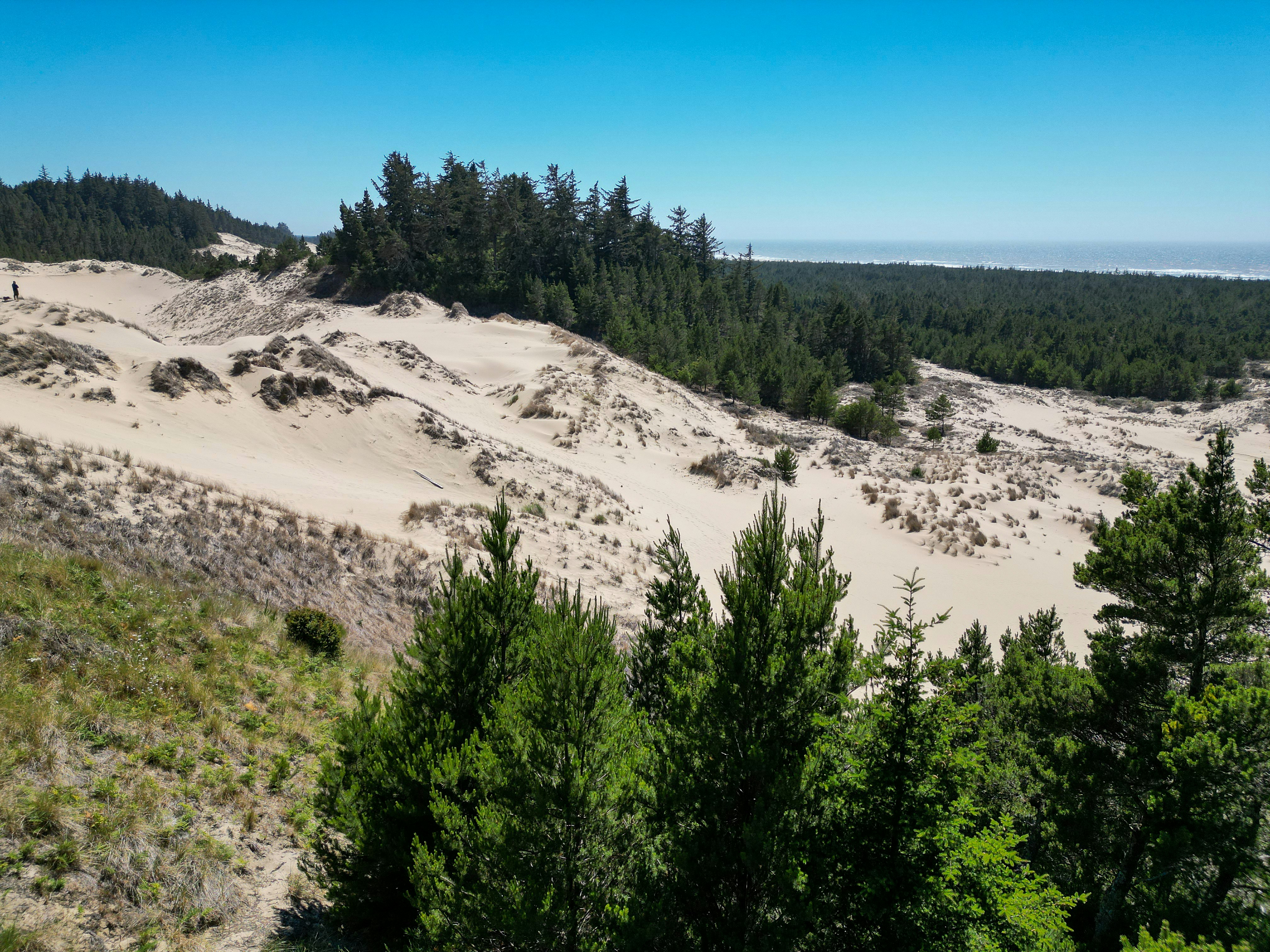 A sandy area with trees and sand dunes