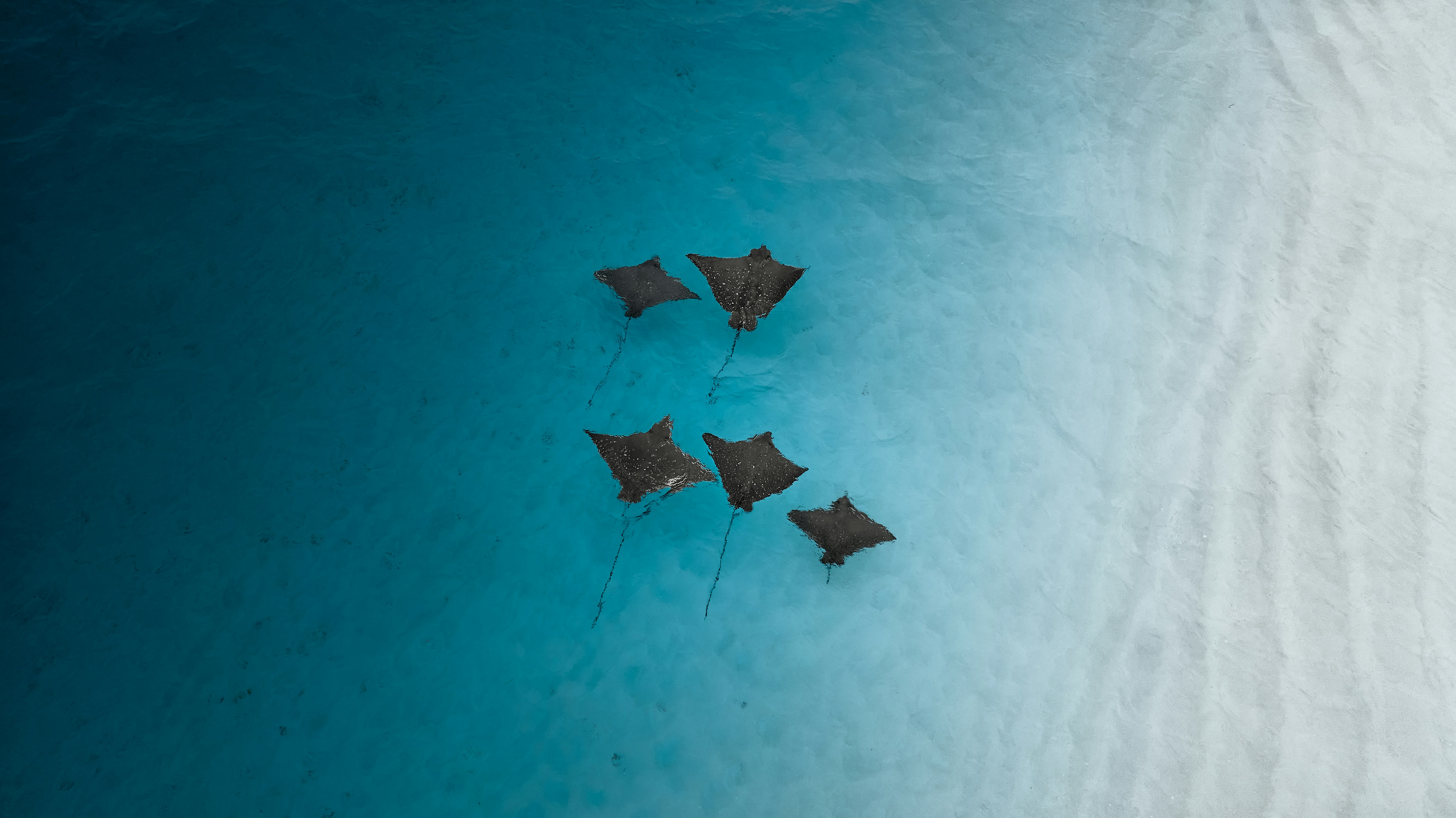 A group of black kites flying over the ocean