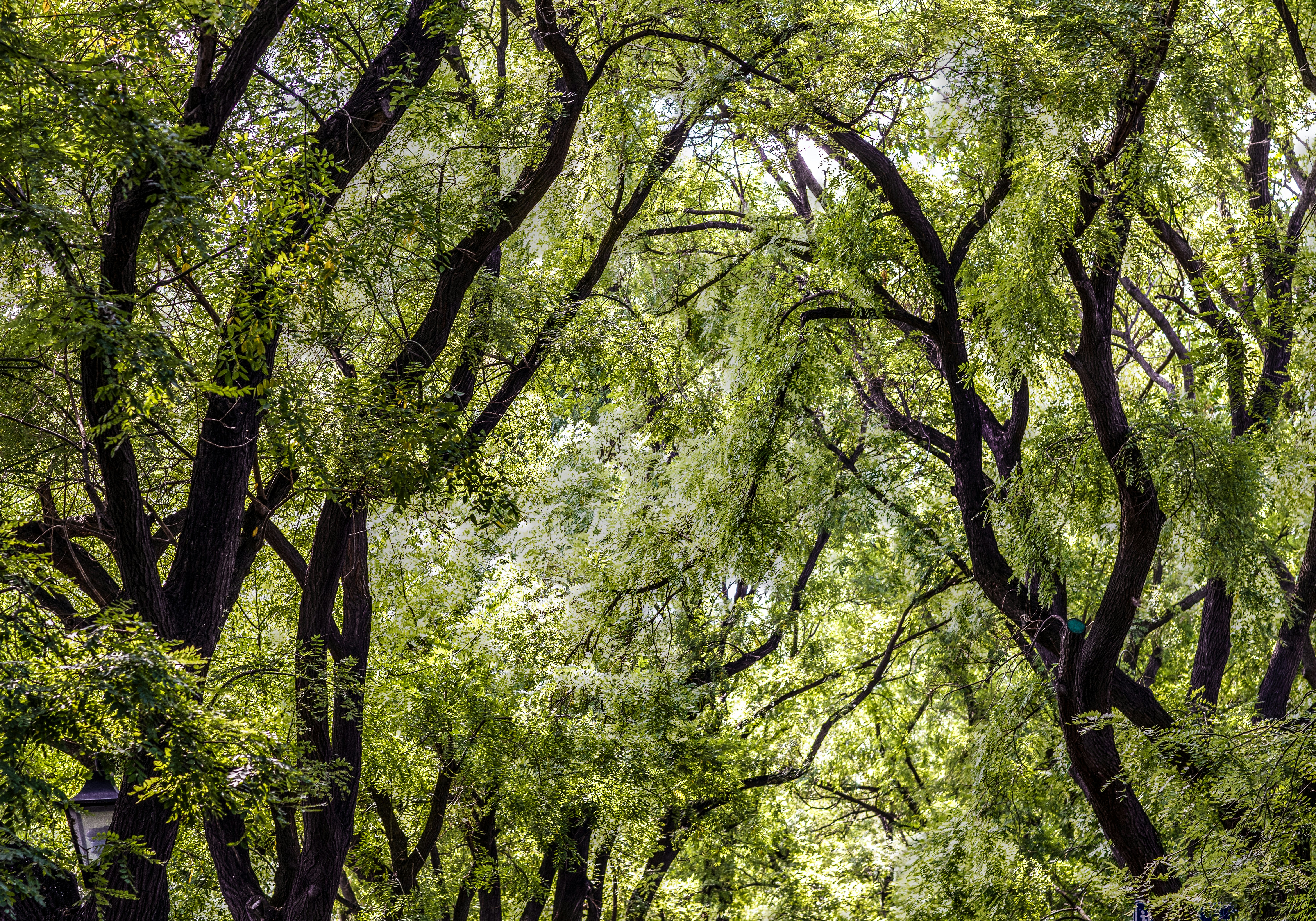 A group of trees that are next to each other photo – Free Green Image ...