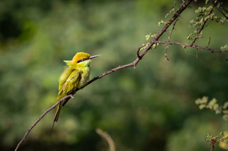 A small yellow bird perched on a tree branch