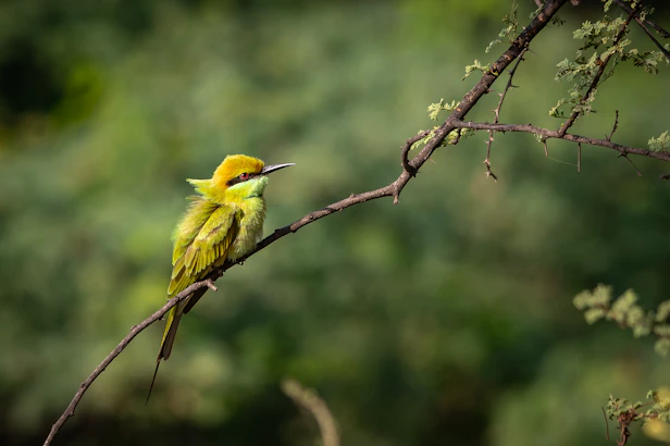 A small yellow bird perched on a tree branch