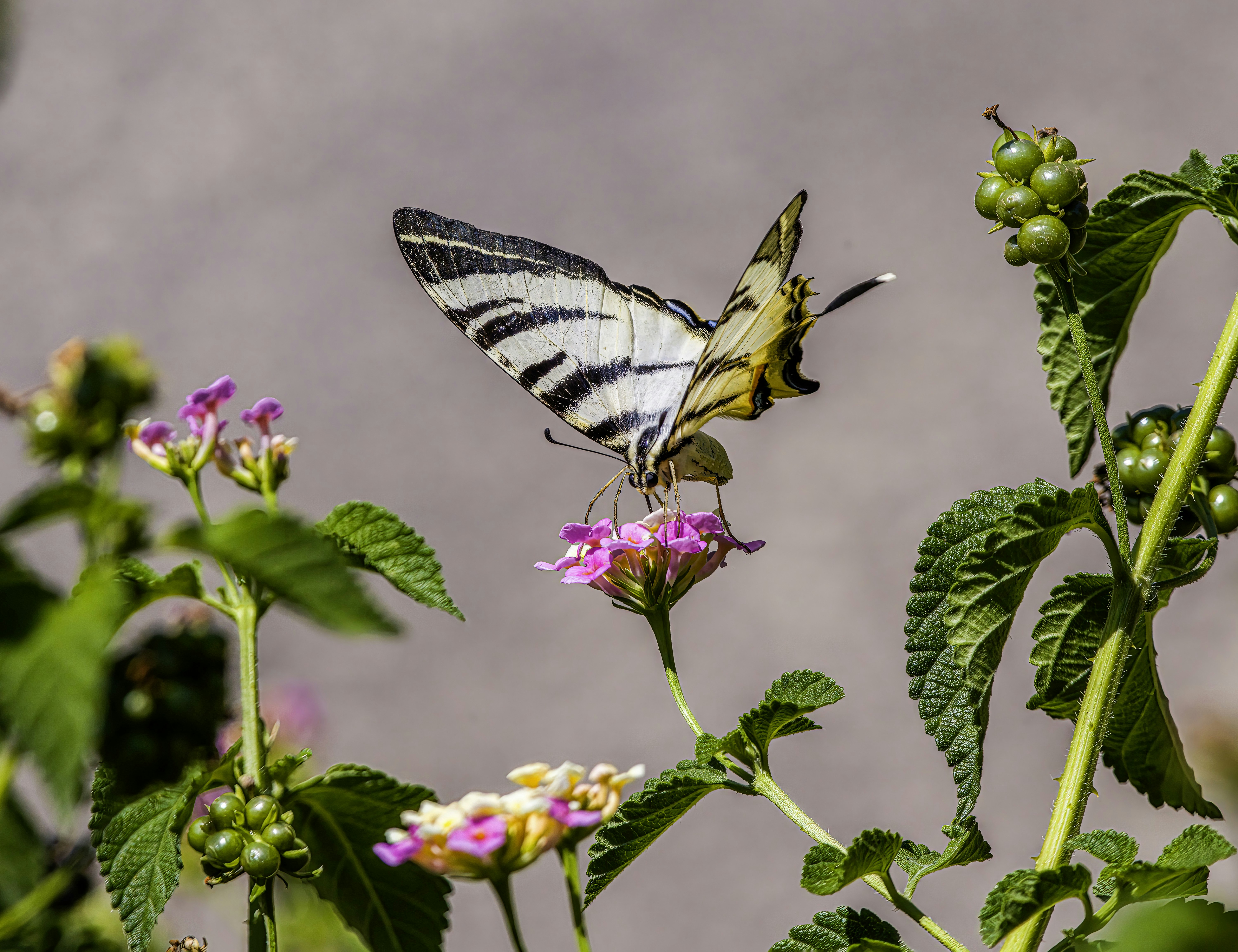 Photo by erik_karits