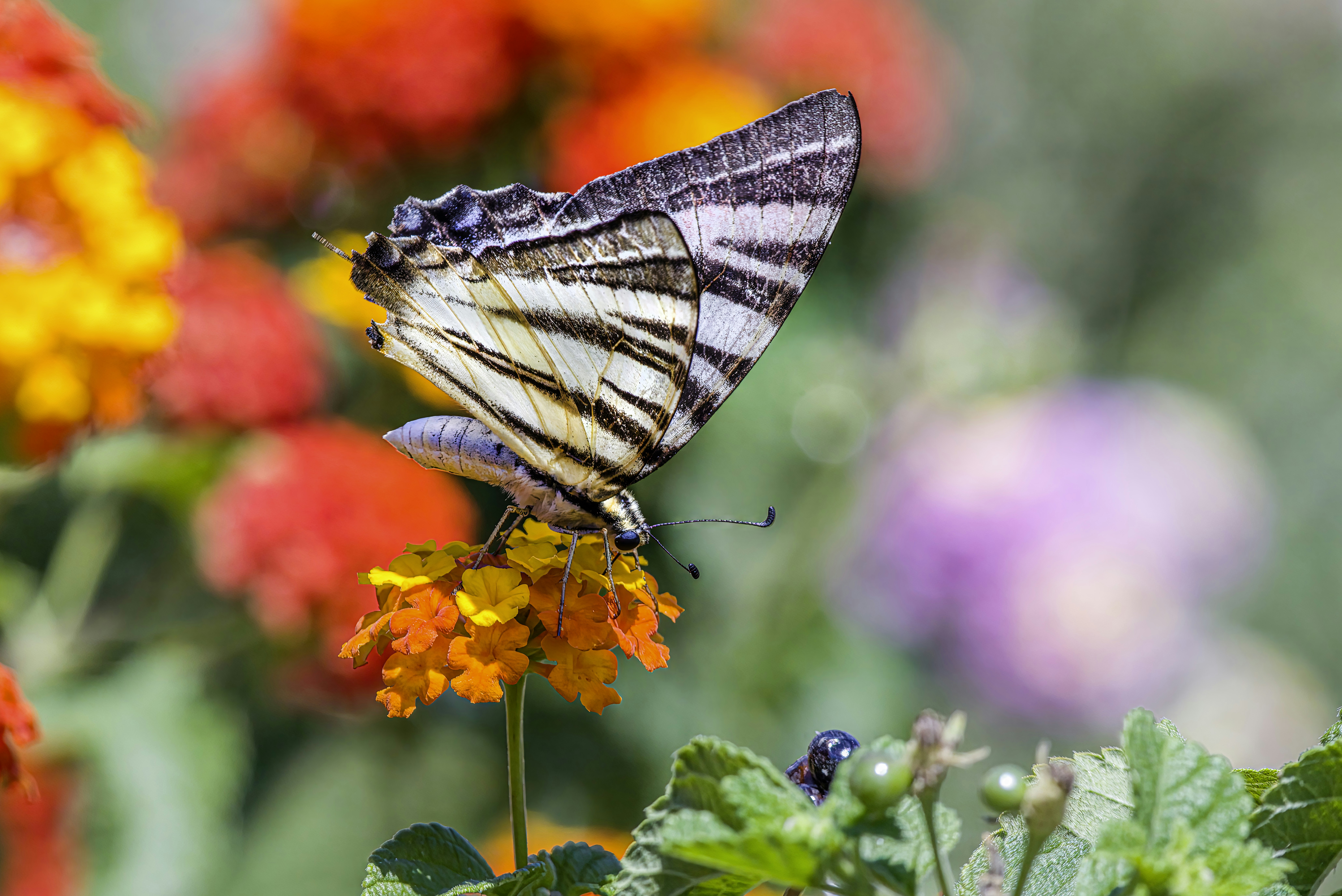 Photo by erik_karits