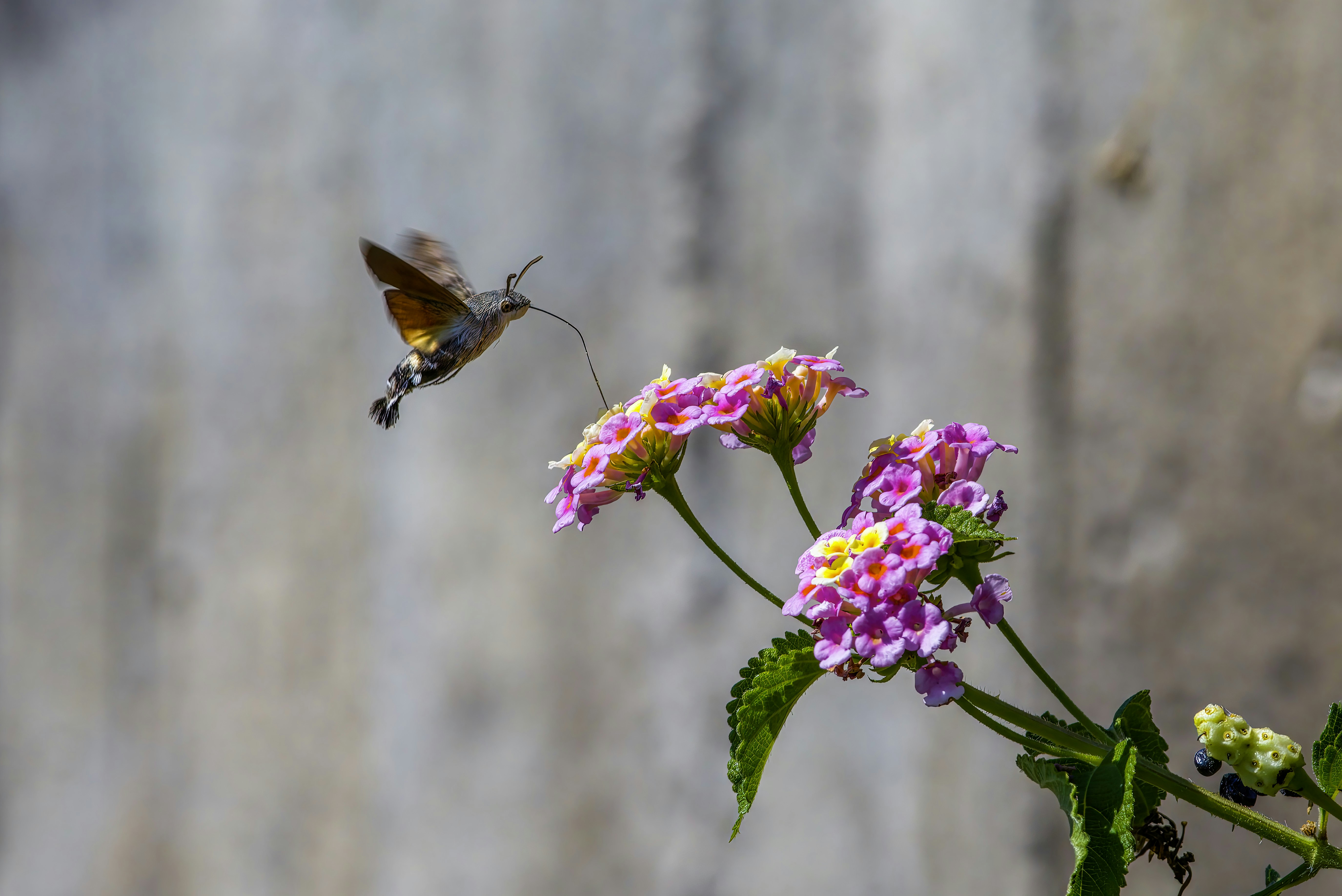 Photo by erik_karits