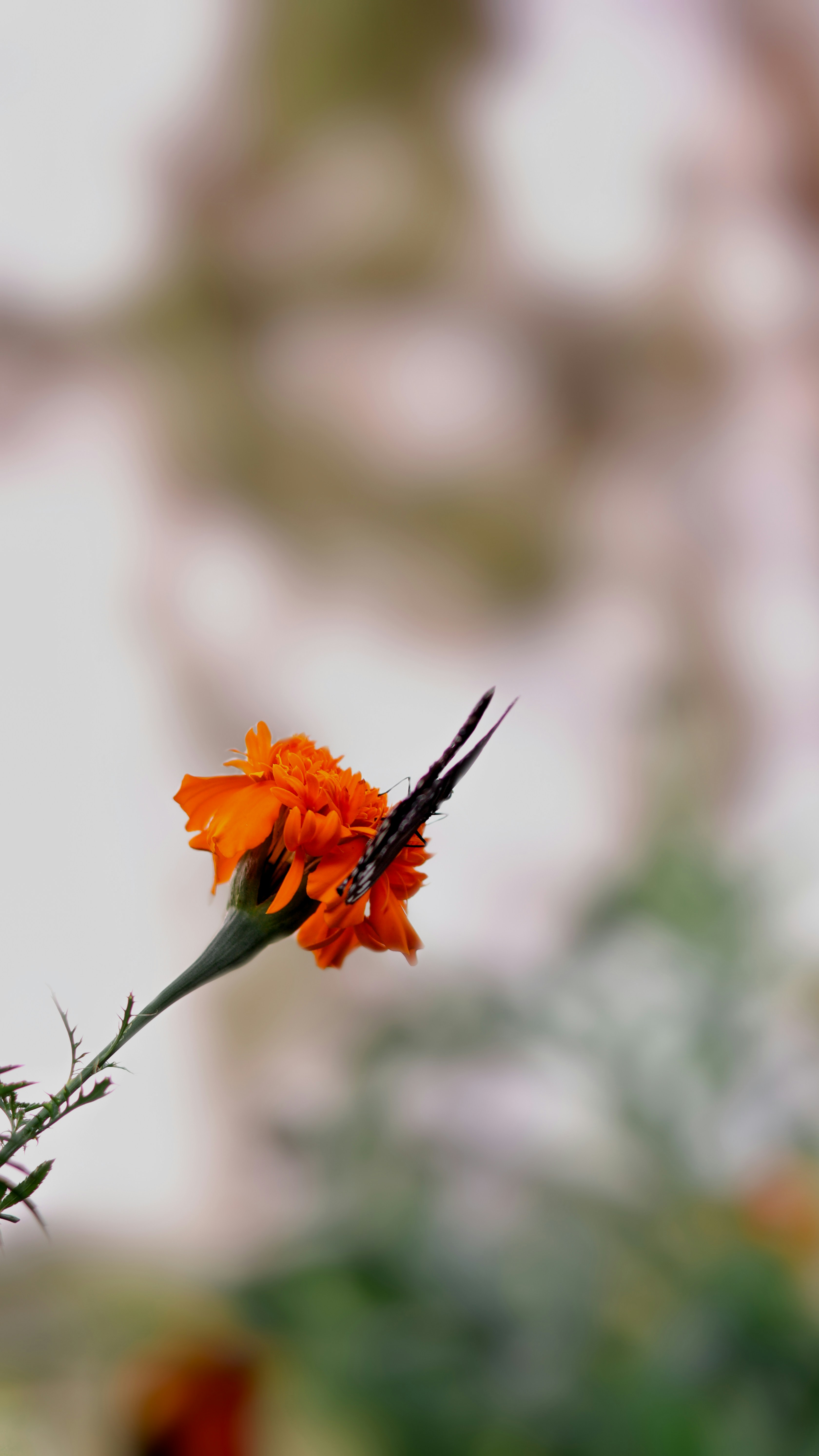 Photo by the_50mm_snaps