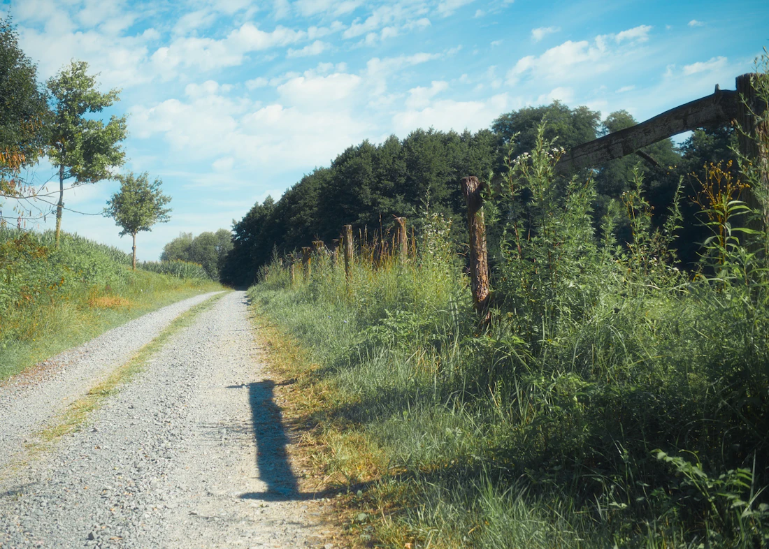 Gravel country road beside tall grass and trees