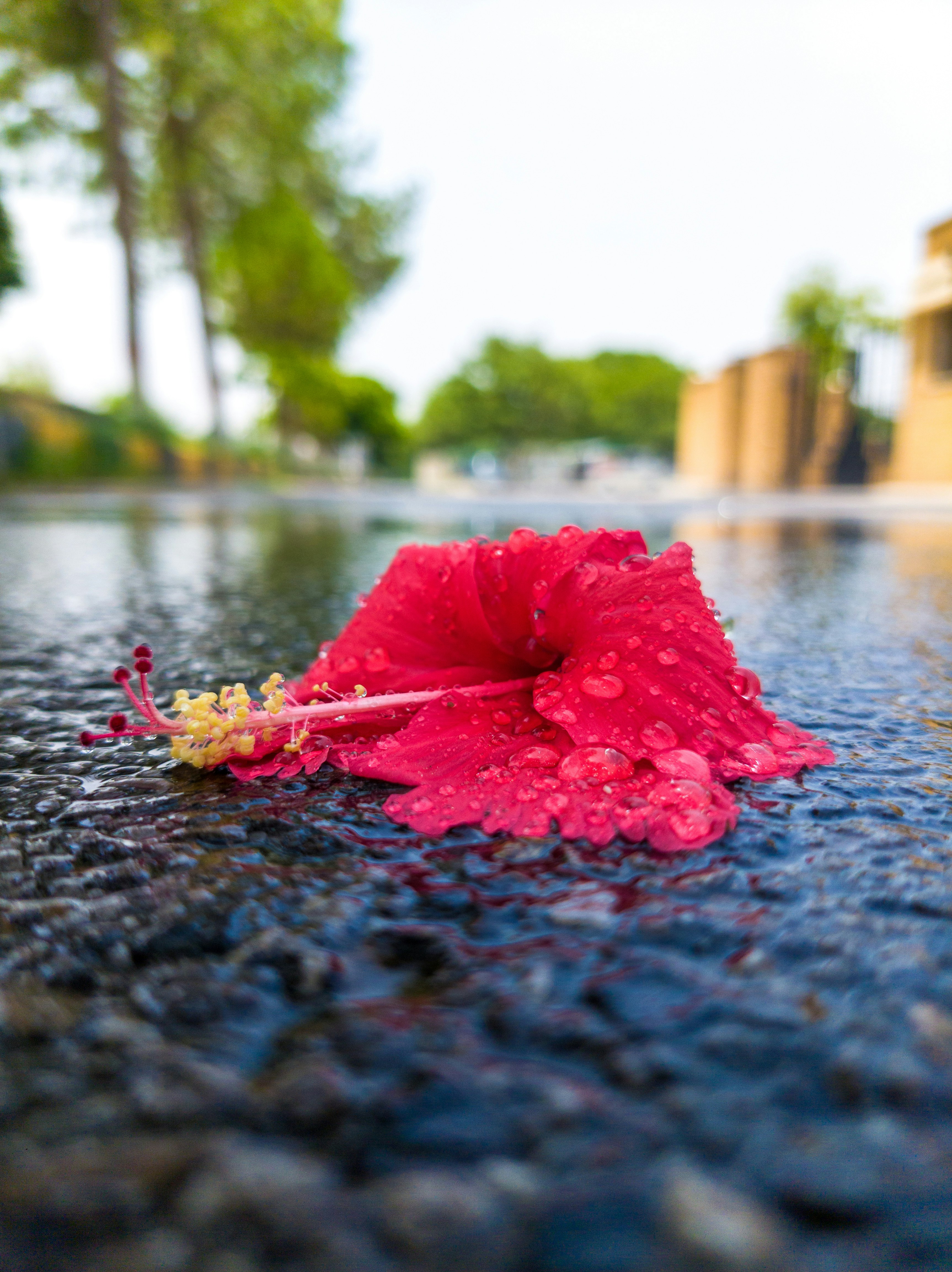 A red flower that is laying on the ground