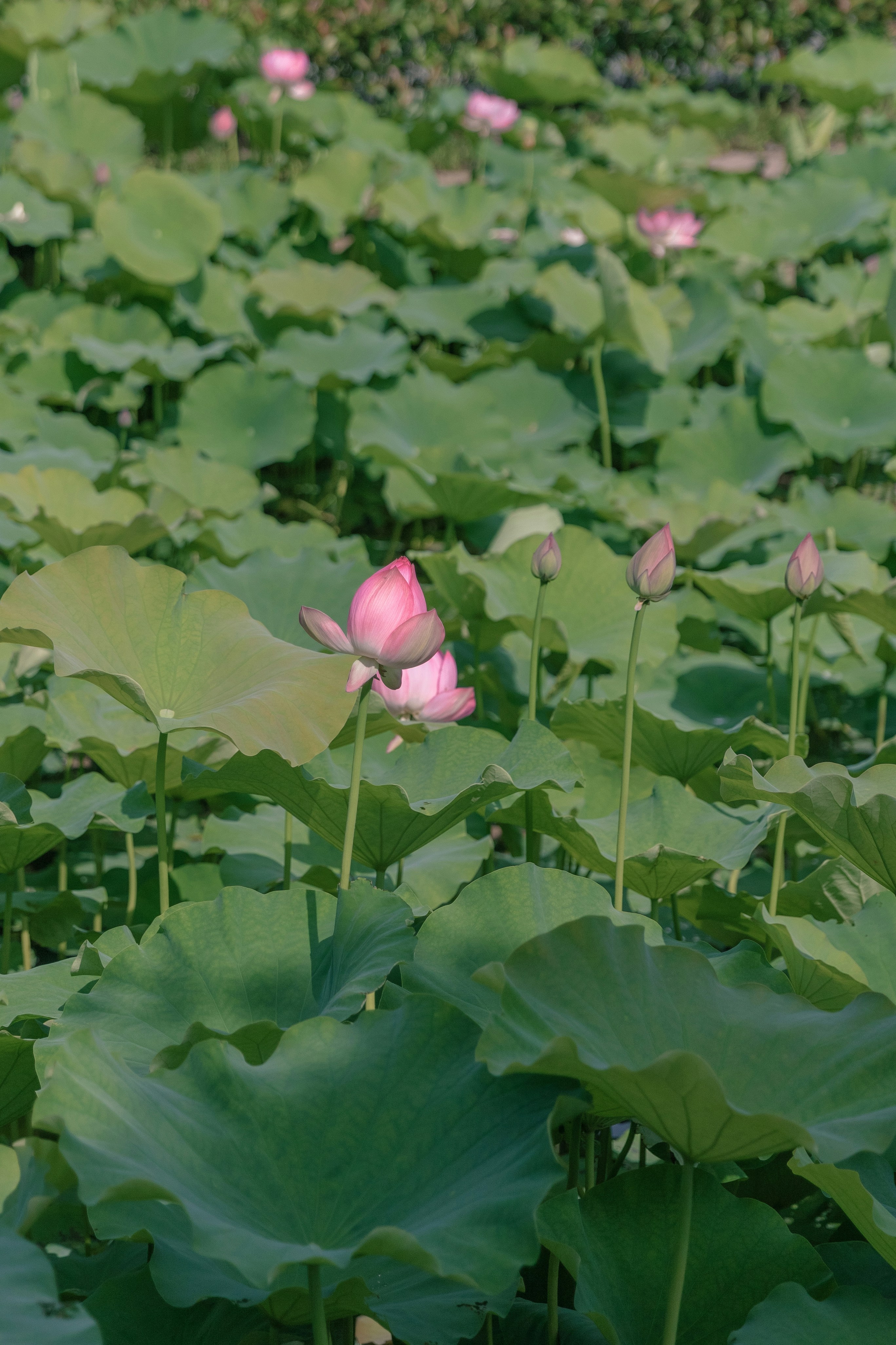 Photo by hanxiaoyaaaaa