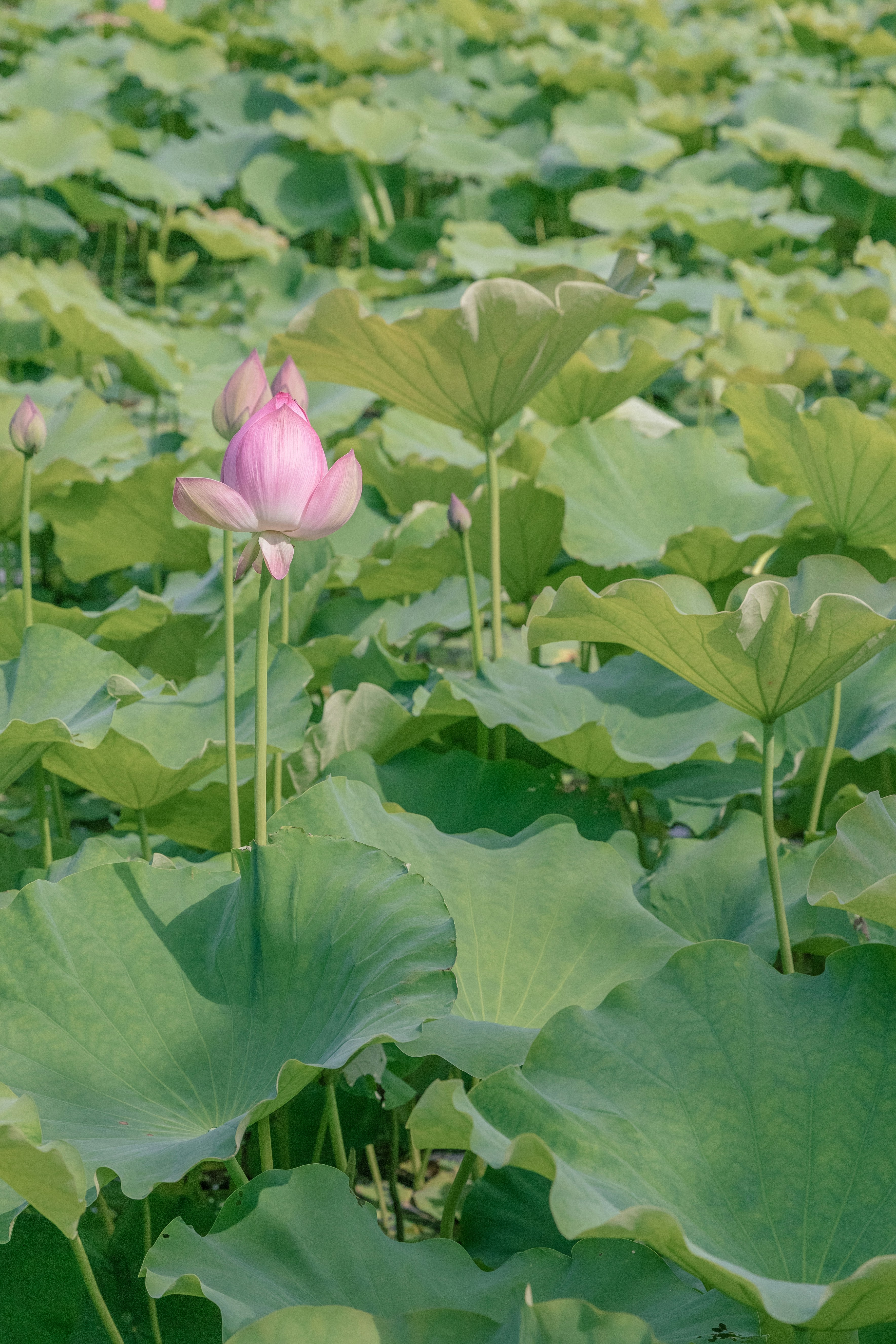 Photo by hanxiaoyaaaaa