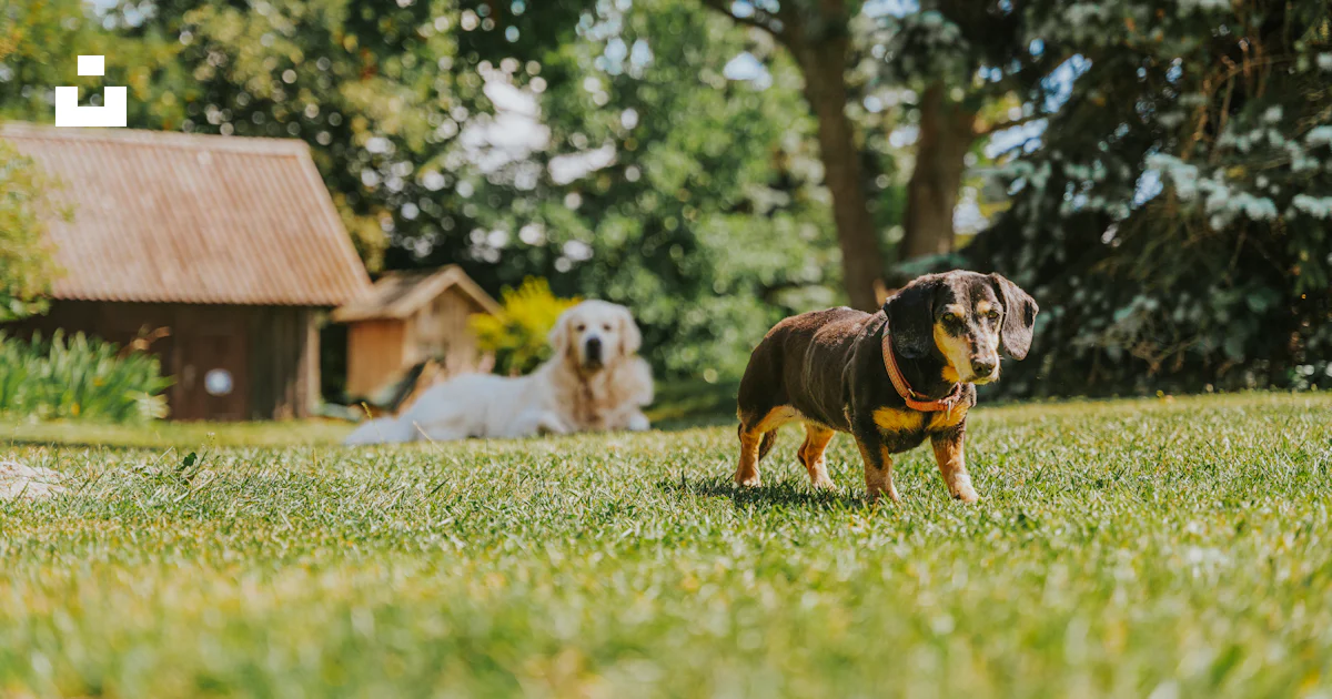 A real Cavalier King Charles Spaniel outdoors in the grass in natural light.