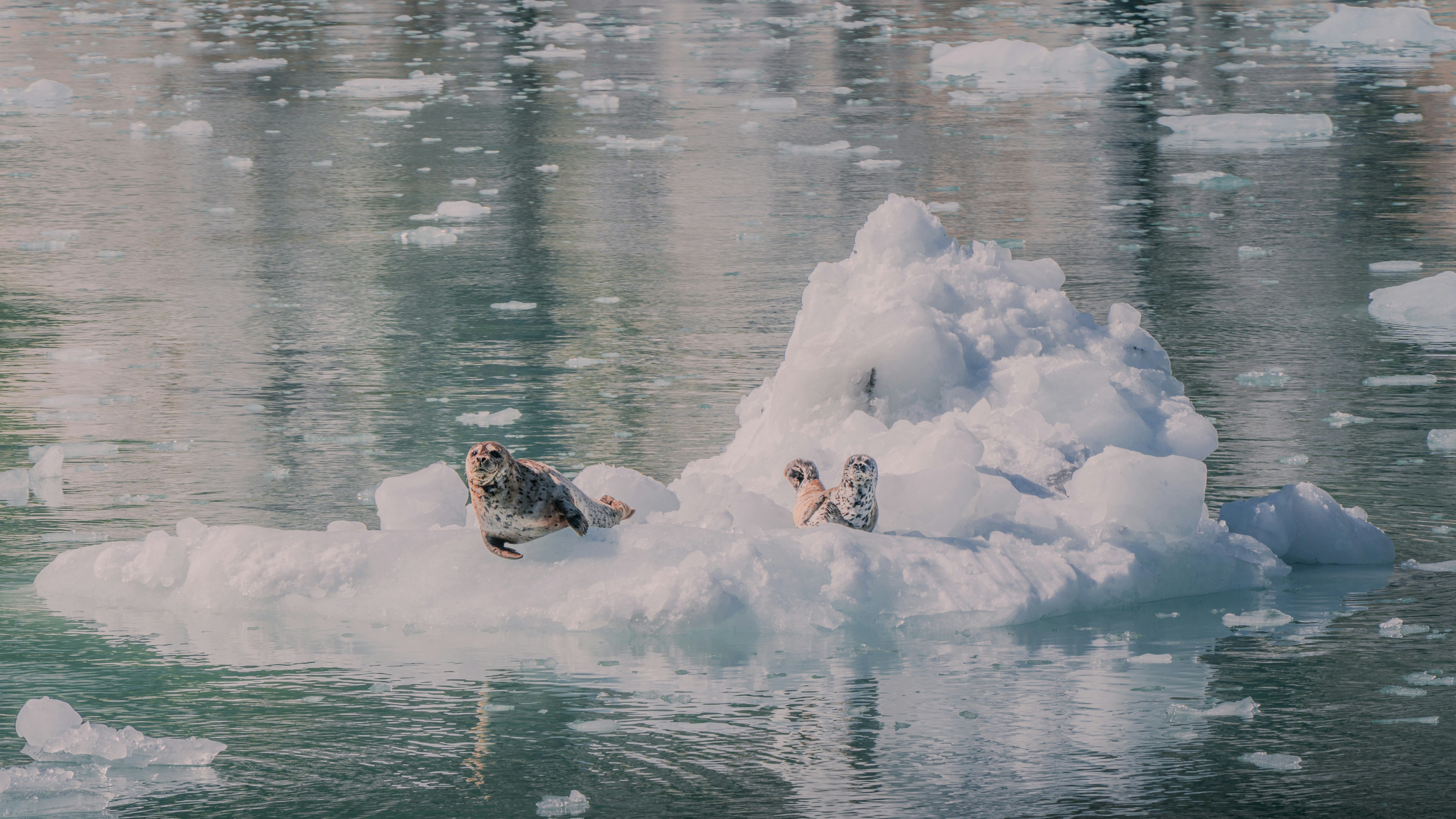 A group of birds sitting on top of an iceberg, 