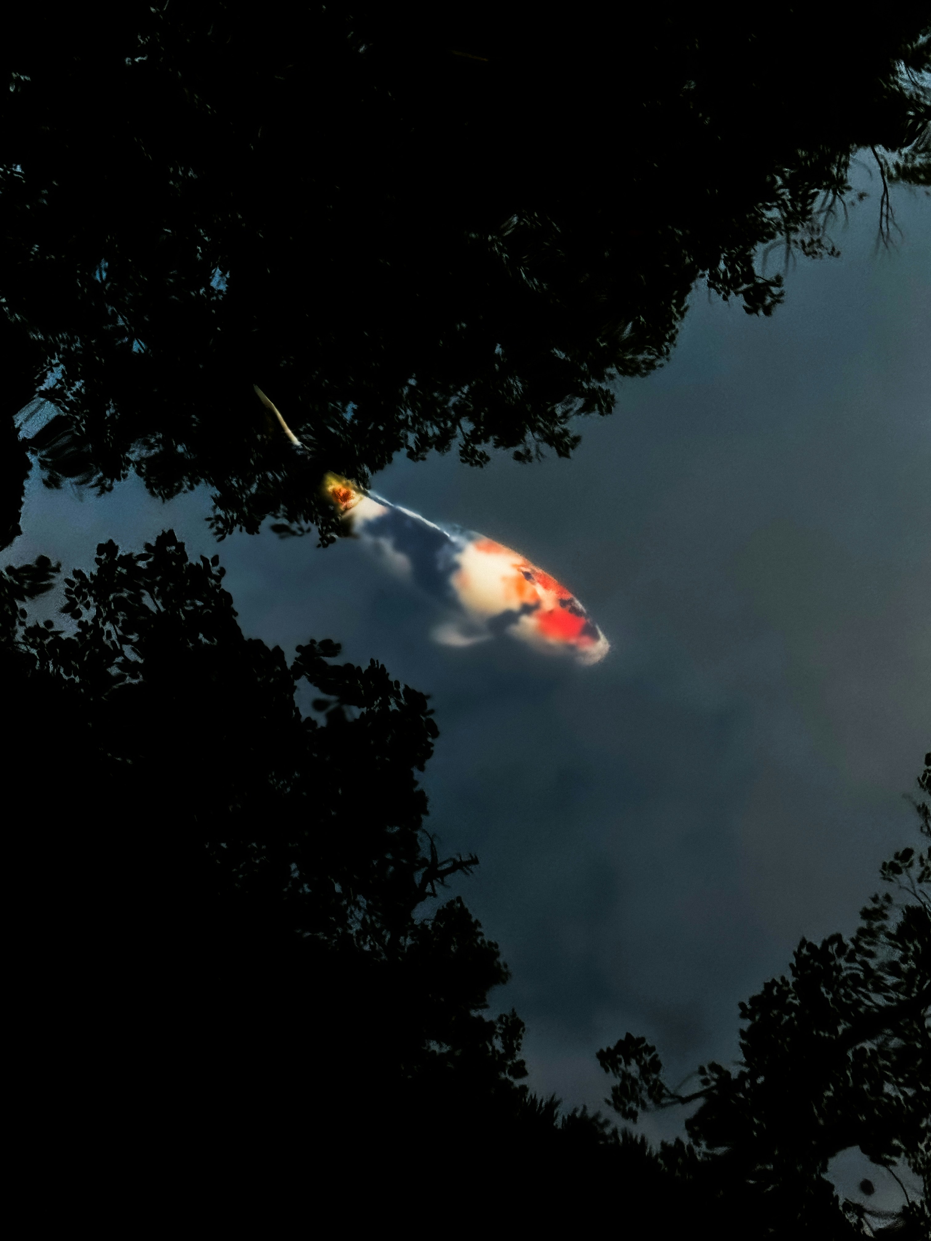 A fish swimming in a pond with trees in the background
