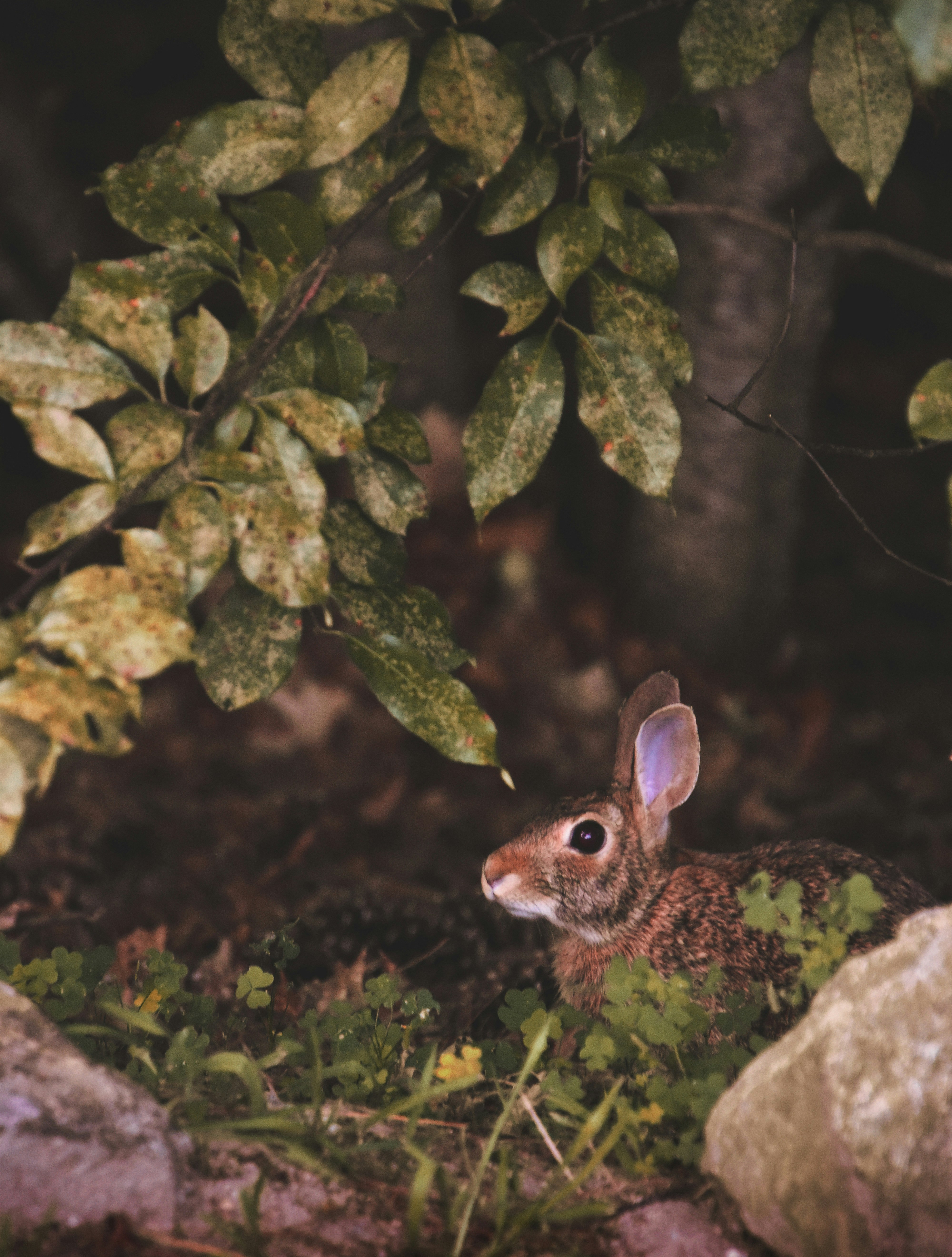 चतुर खरगोश
