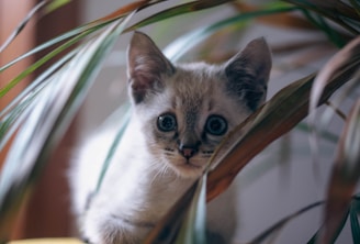 A cat sitting on top of a wooden chair next to a plant