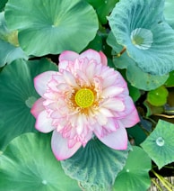 A pink and white flower surrounded by green leaves