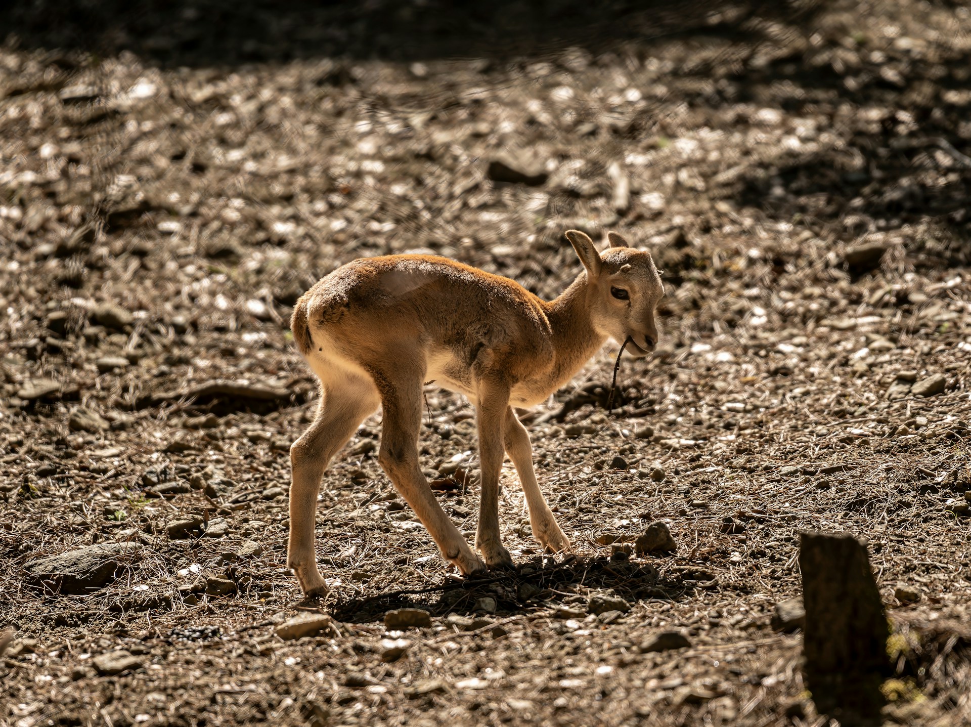 A small deer standing on top of a dirt field