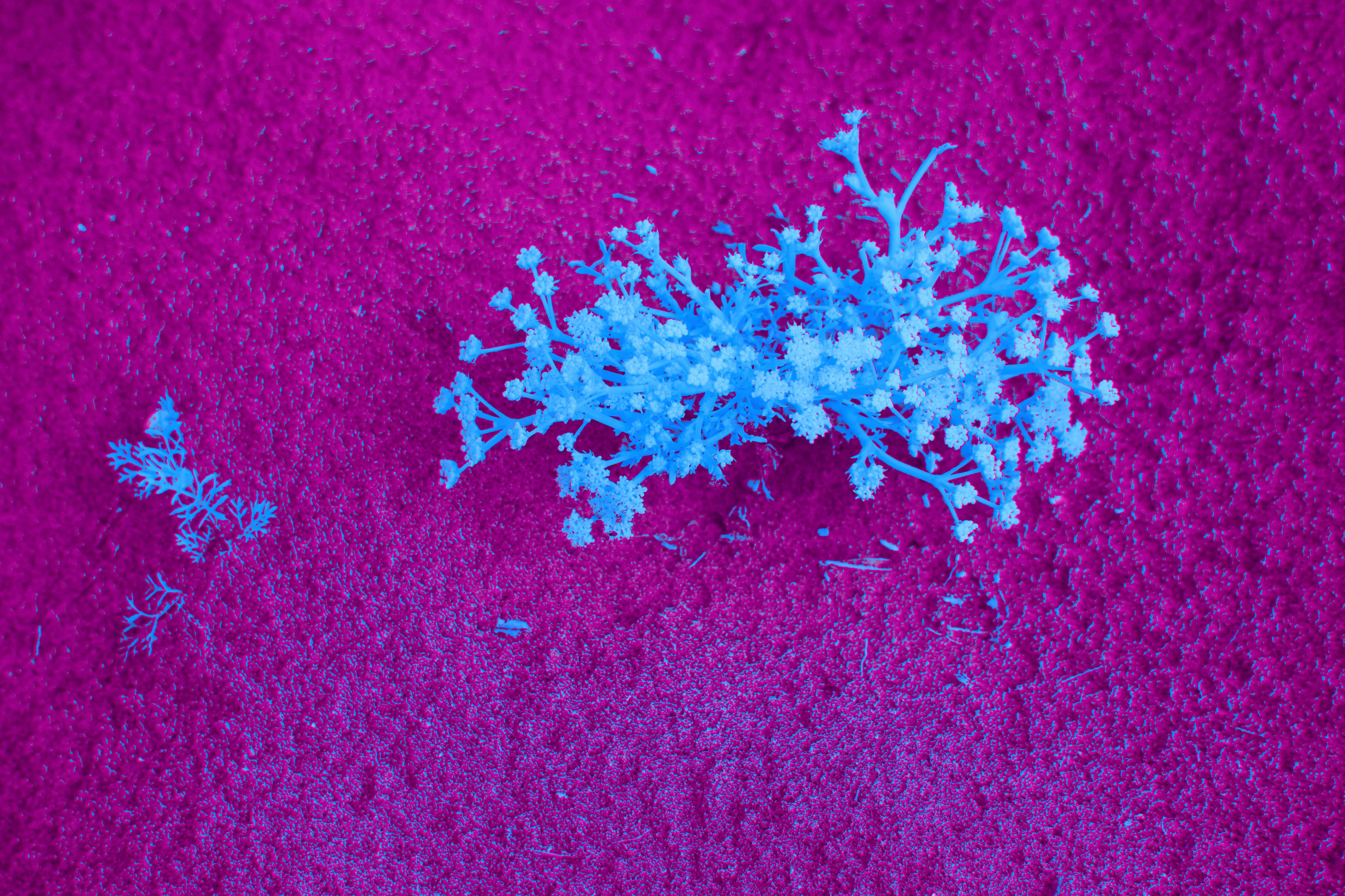 Photo by wolfgang_hasselmann