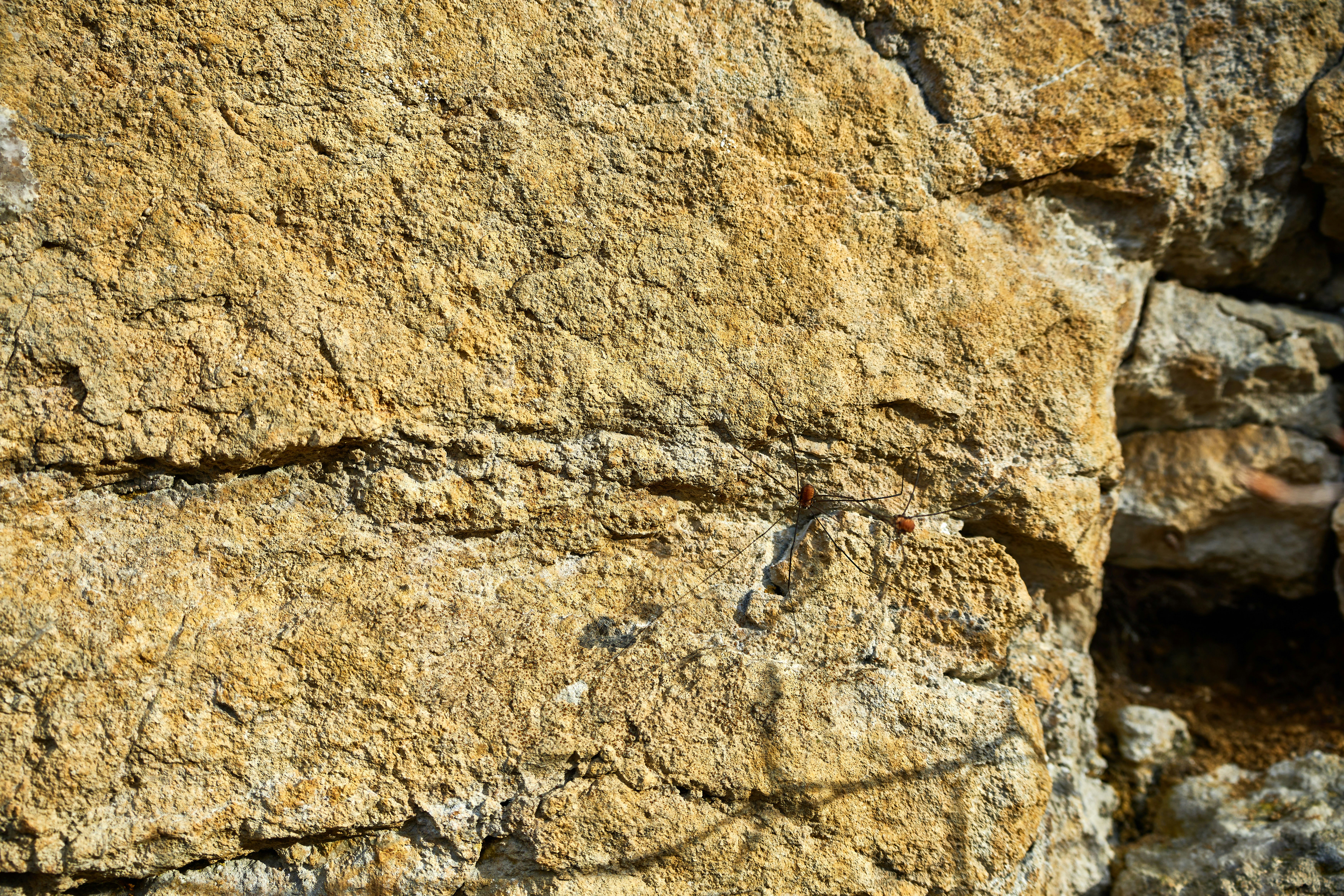 Photo by wolfgang_hasselmann