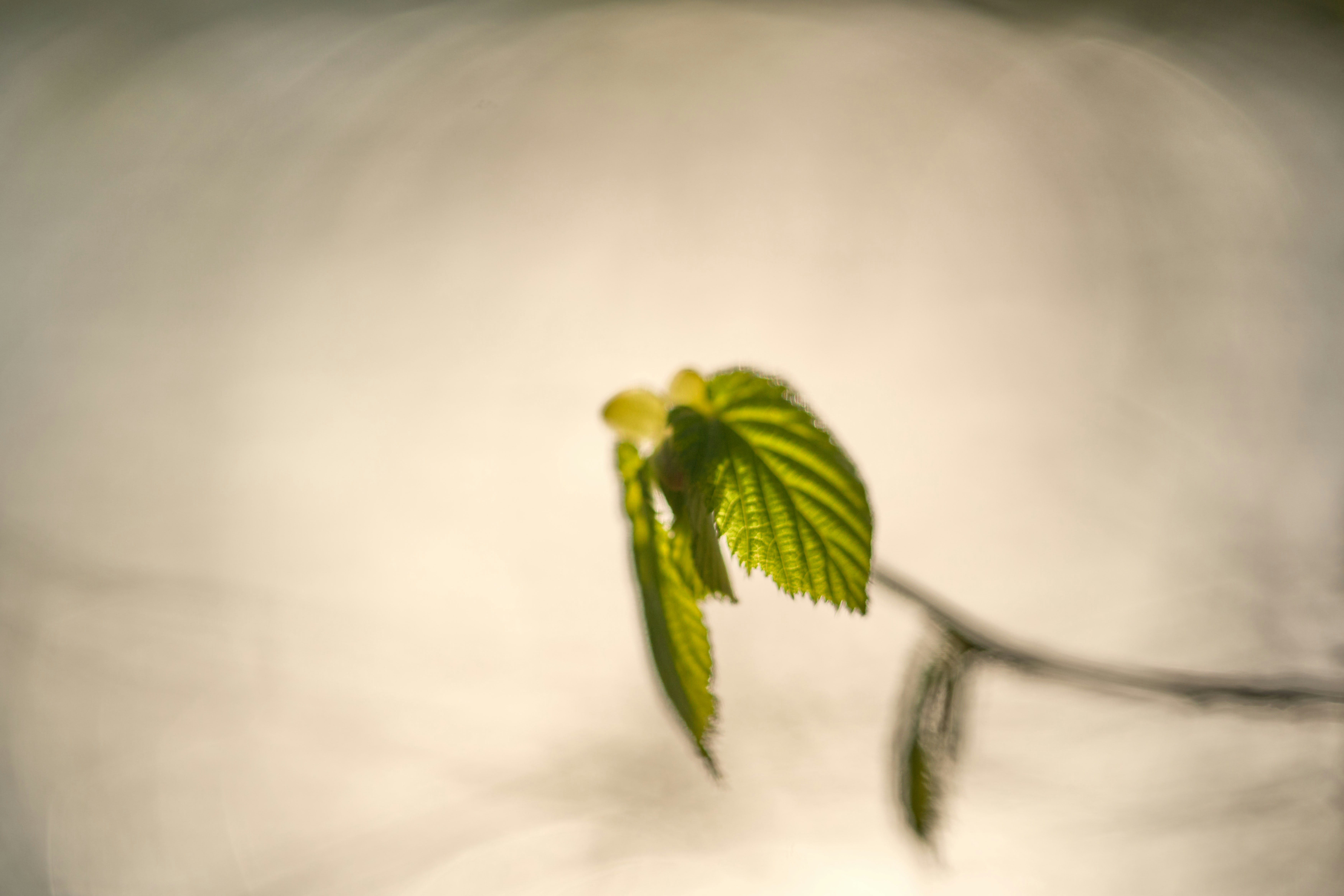 Photo by wolfgang_hasselmann