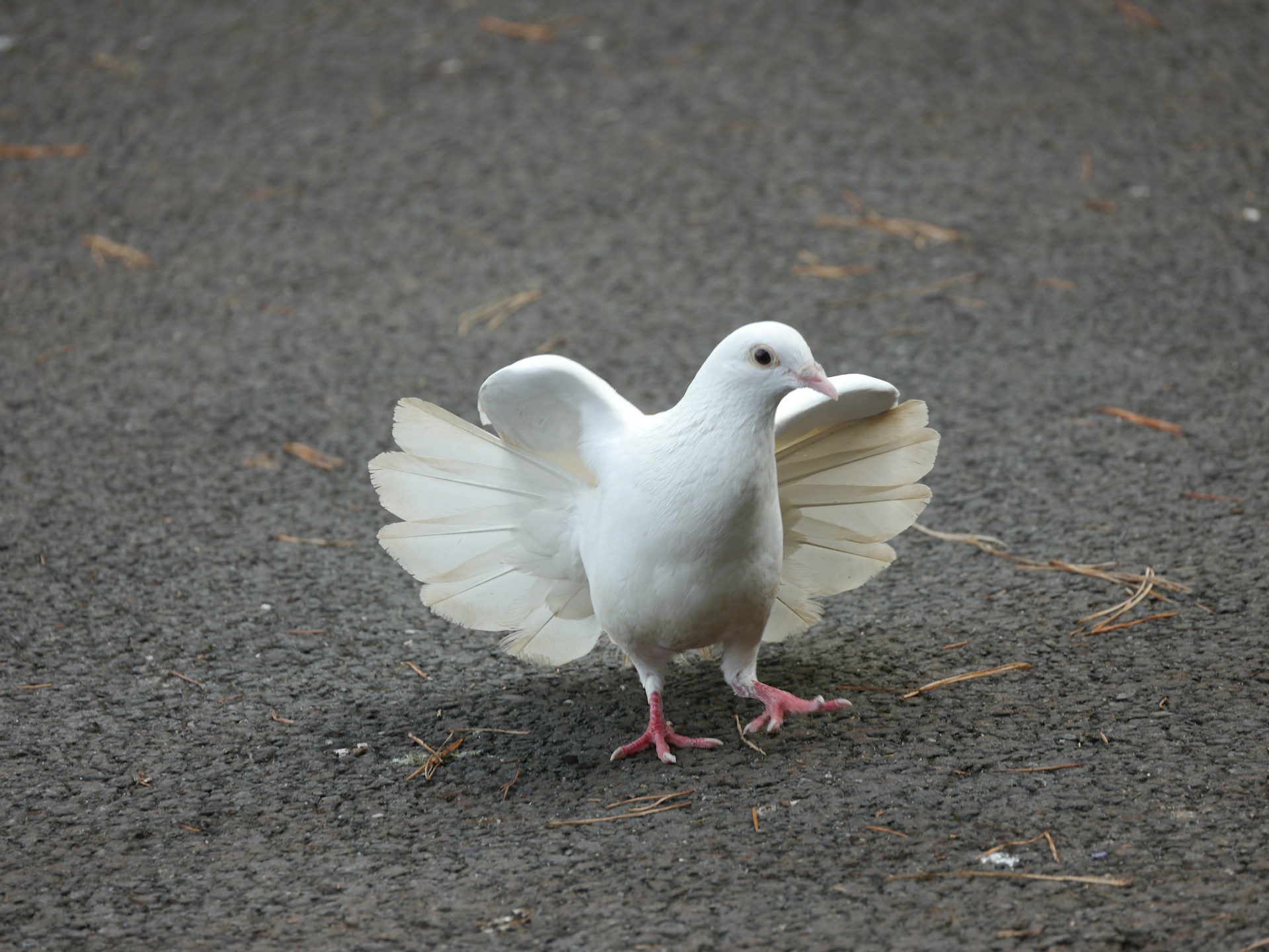 A white bird with its wings spread out on the ground