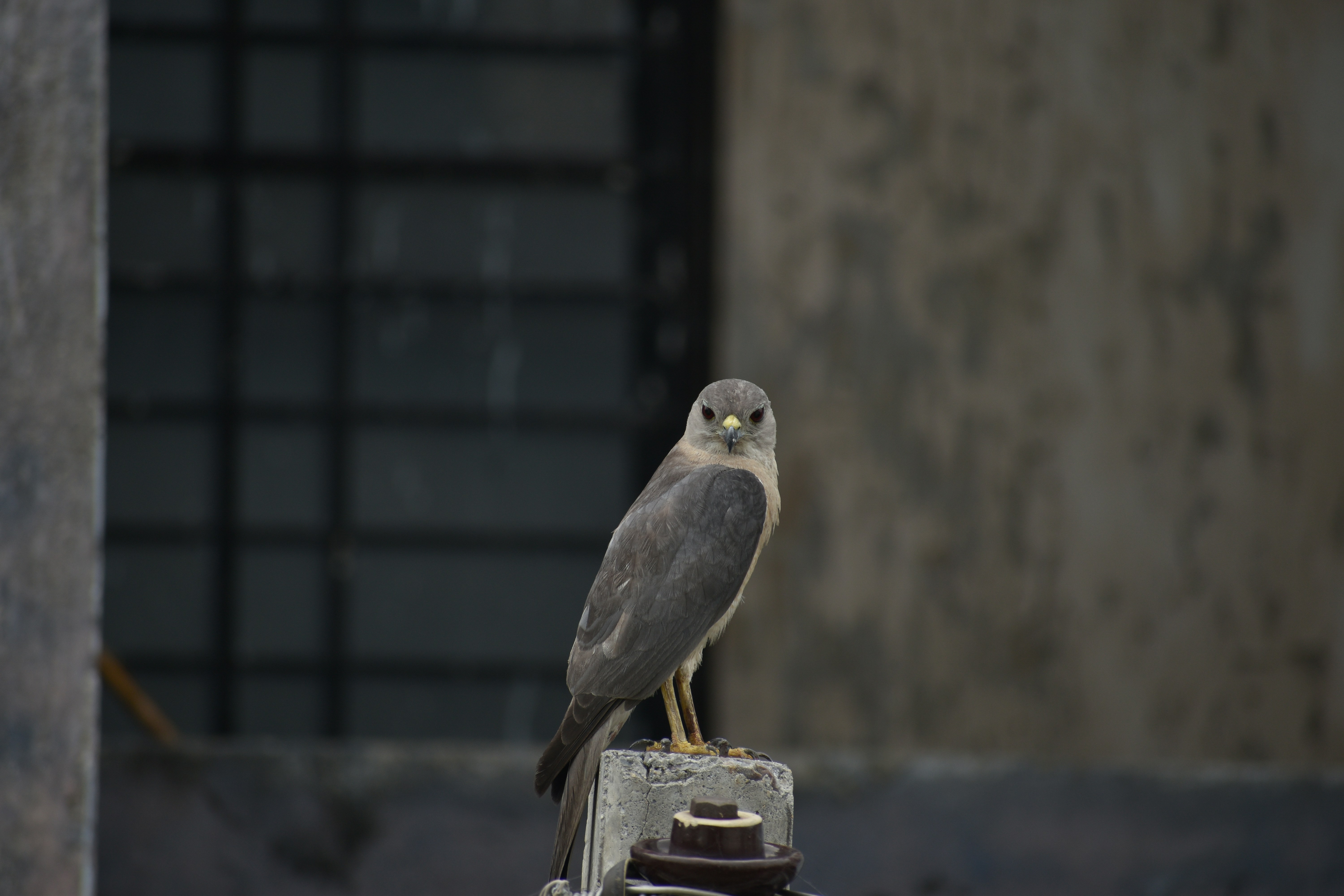 A bird is perched on top of a pole