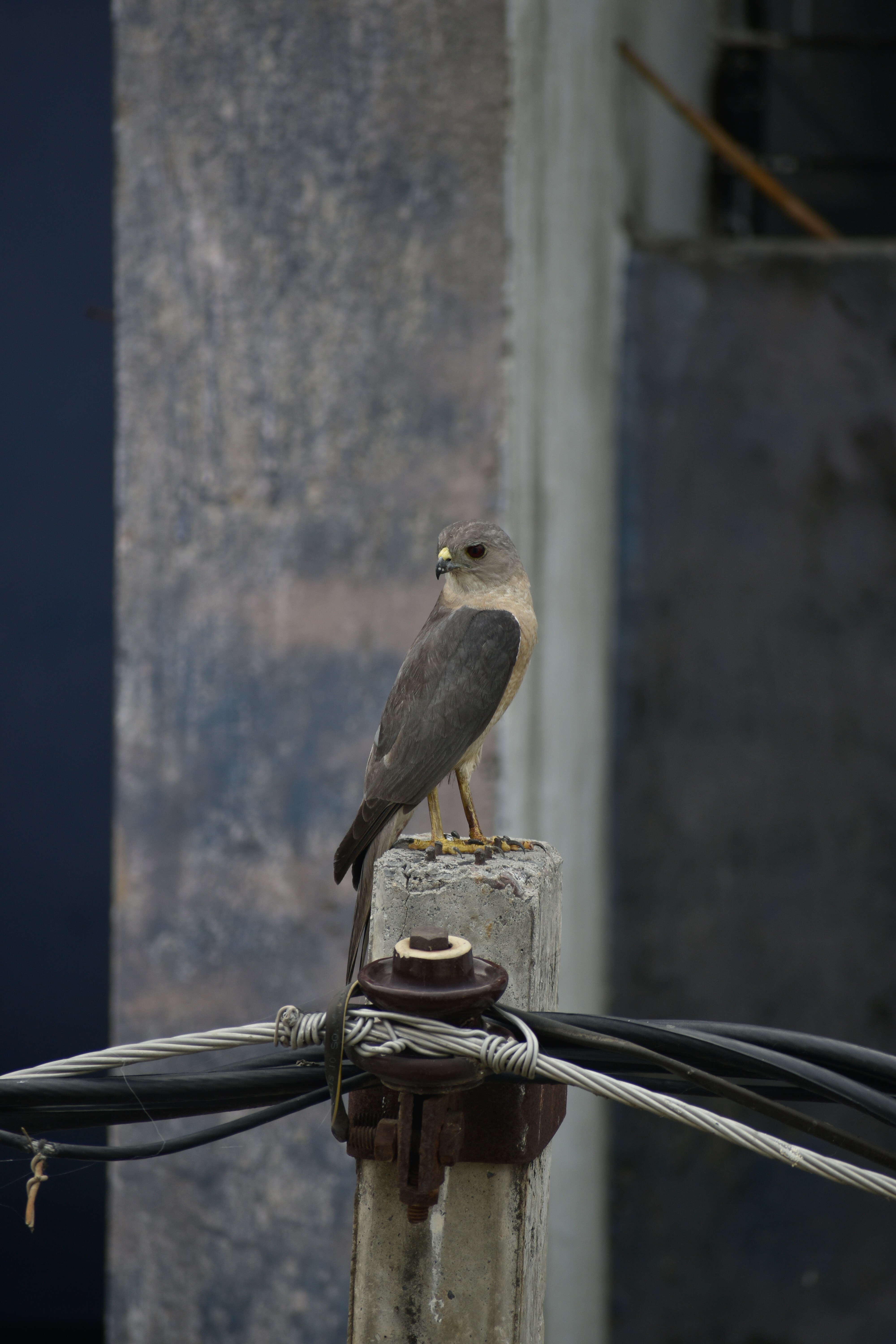 A bird sitting on top of a power pole