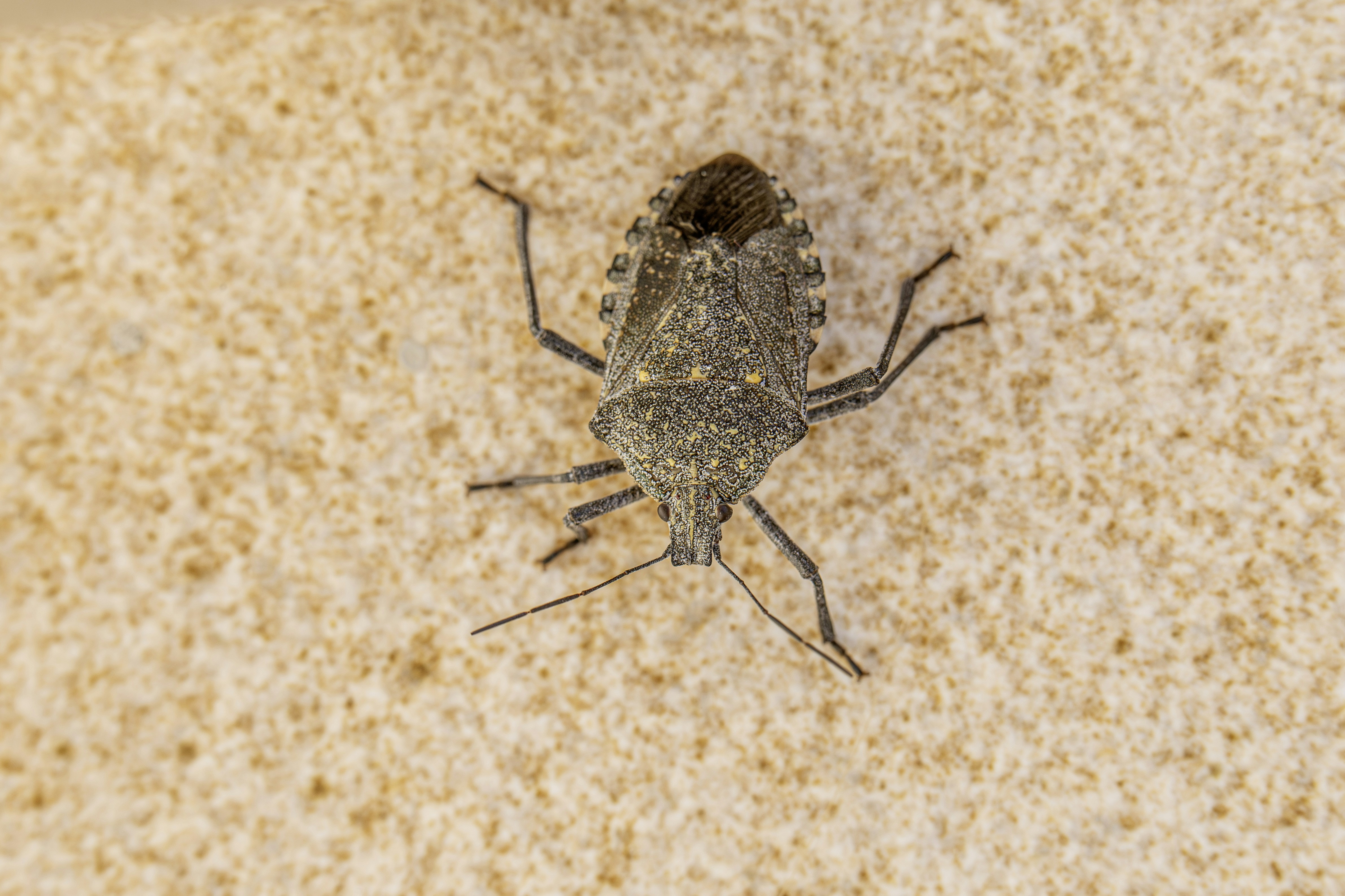Bed bug identification infographic showing life cycle, signs of infestation, and common hiding spots - how to know if you