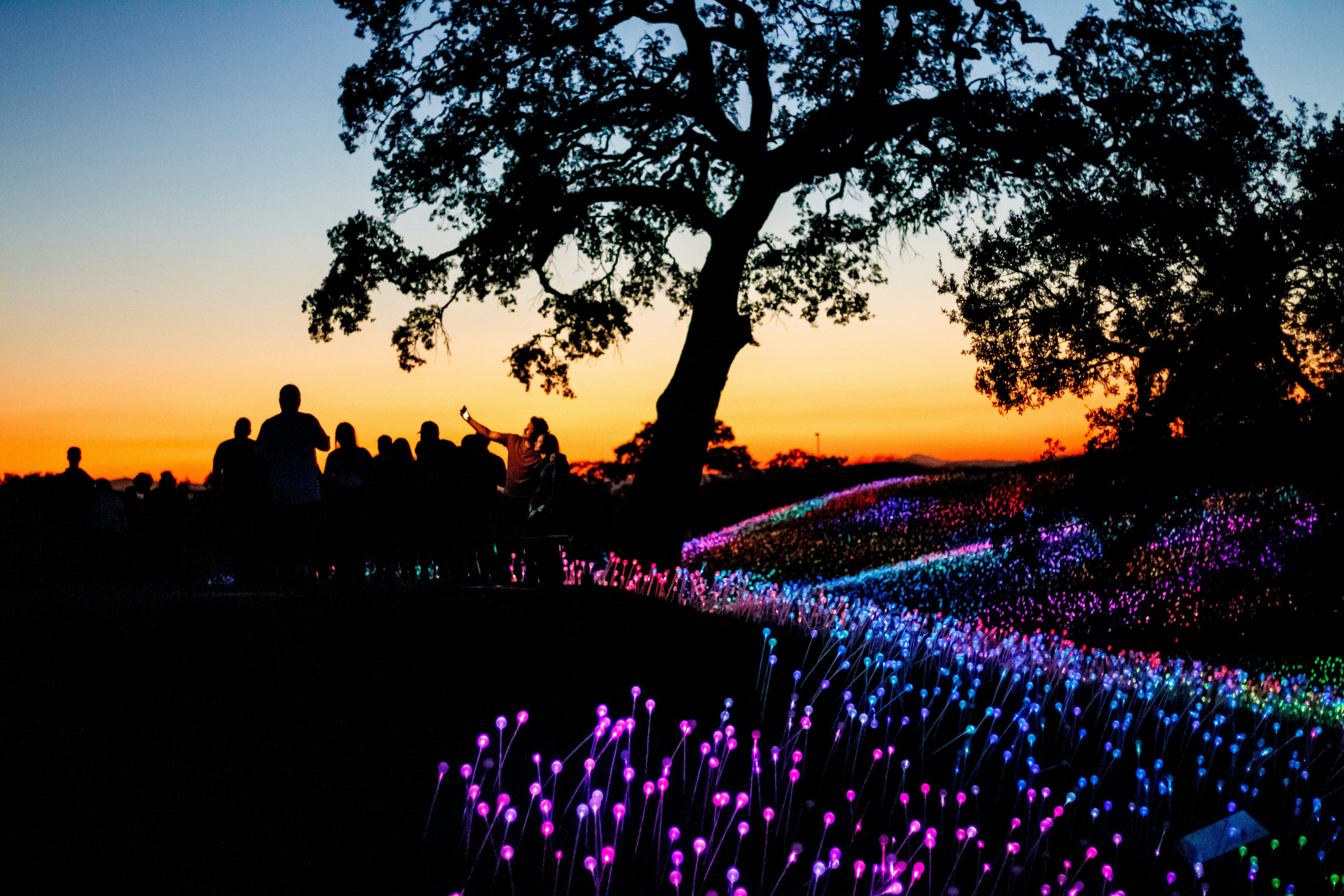A field full of colorful lights next to a tree photo – Free California ...