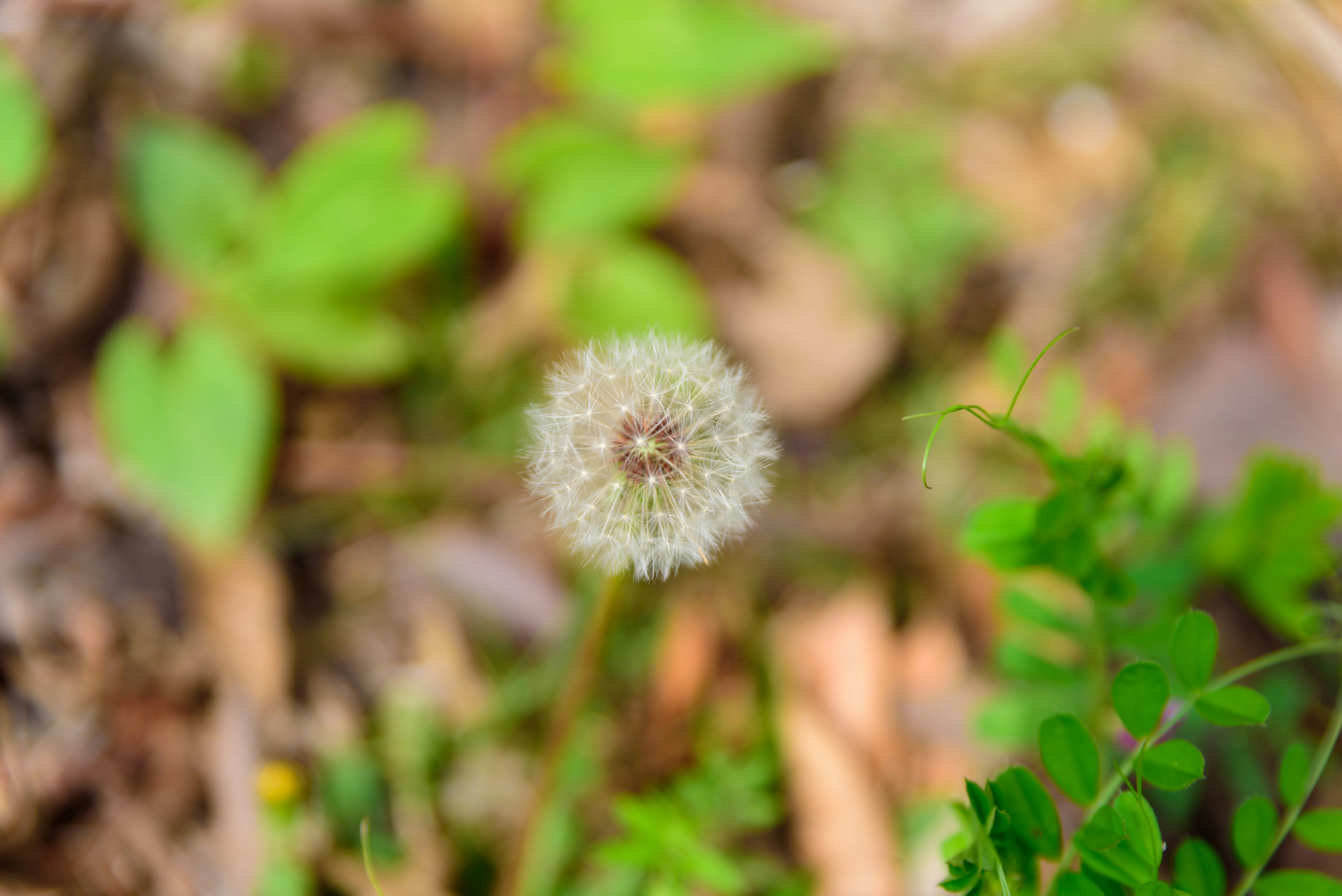 A close up of a dandelion on the ground