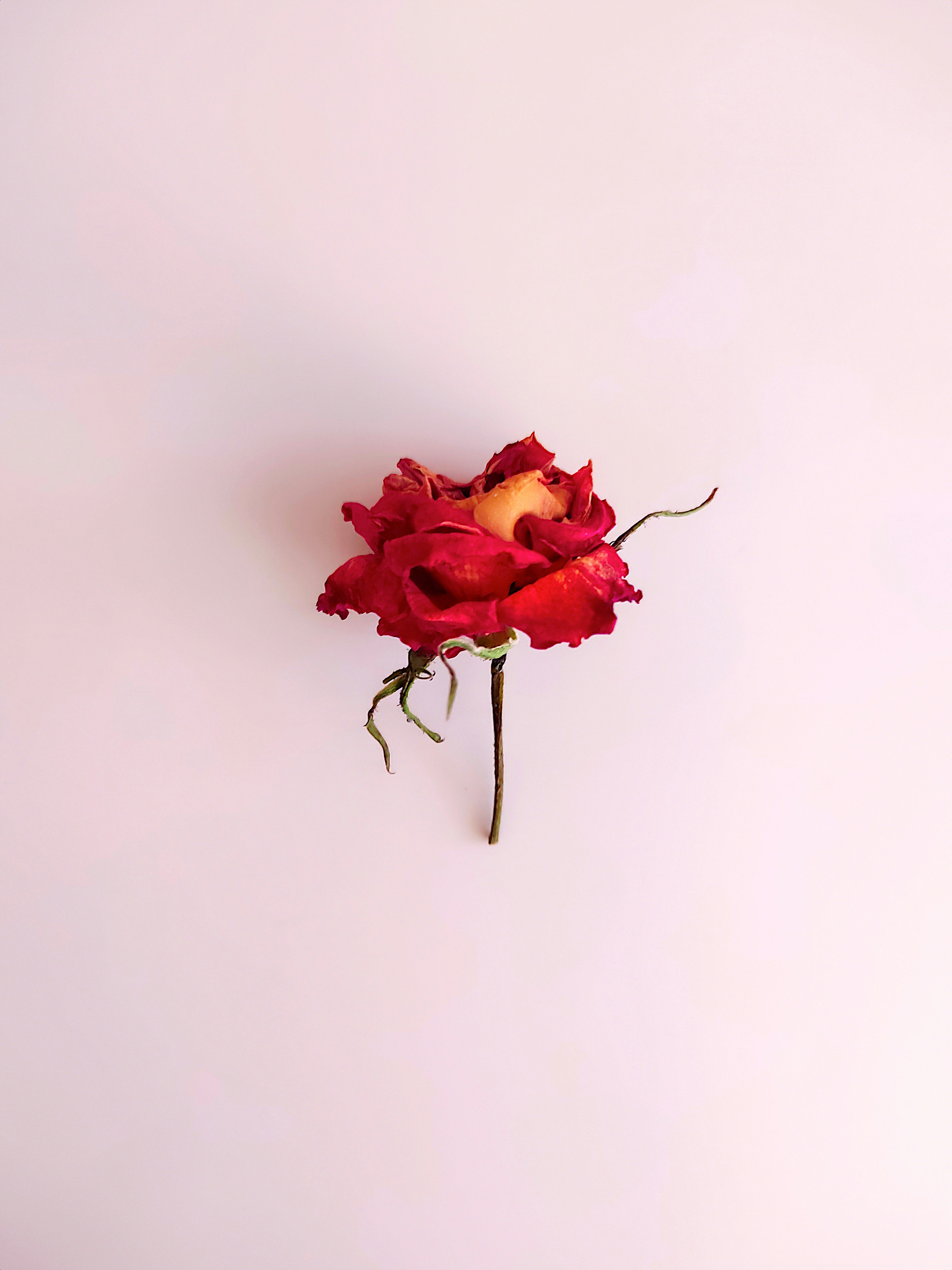 Photo by daniela_e_photography