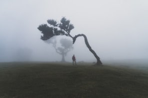 Two people standing under a tree in a foggy field