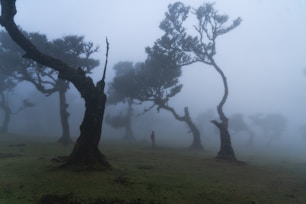 A group of trees that are standing in the grass