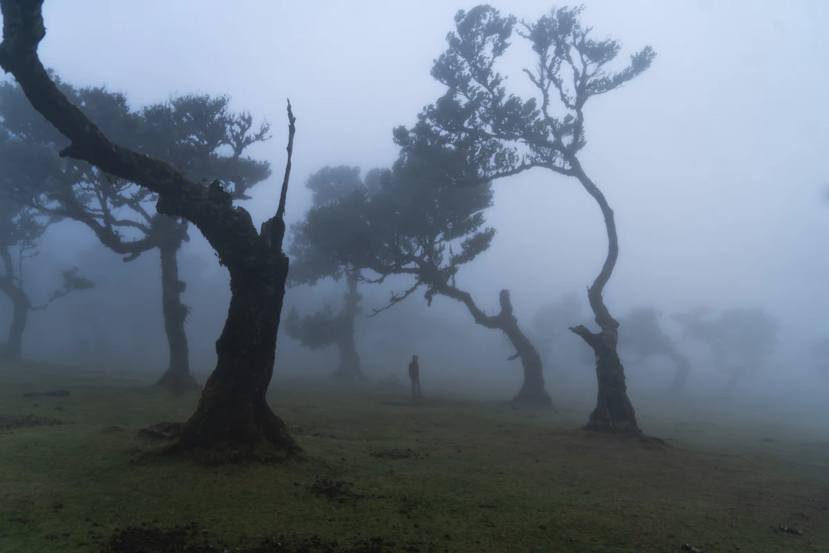 Old twisted laurel trees in fog on the grassy plateau at Fanal