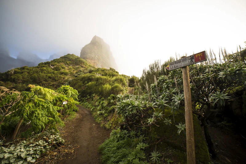 A green footpath in Madeira