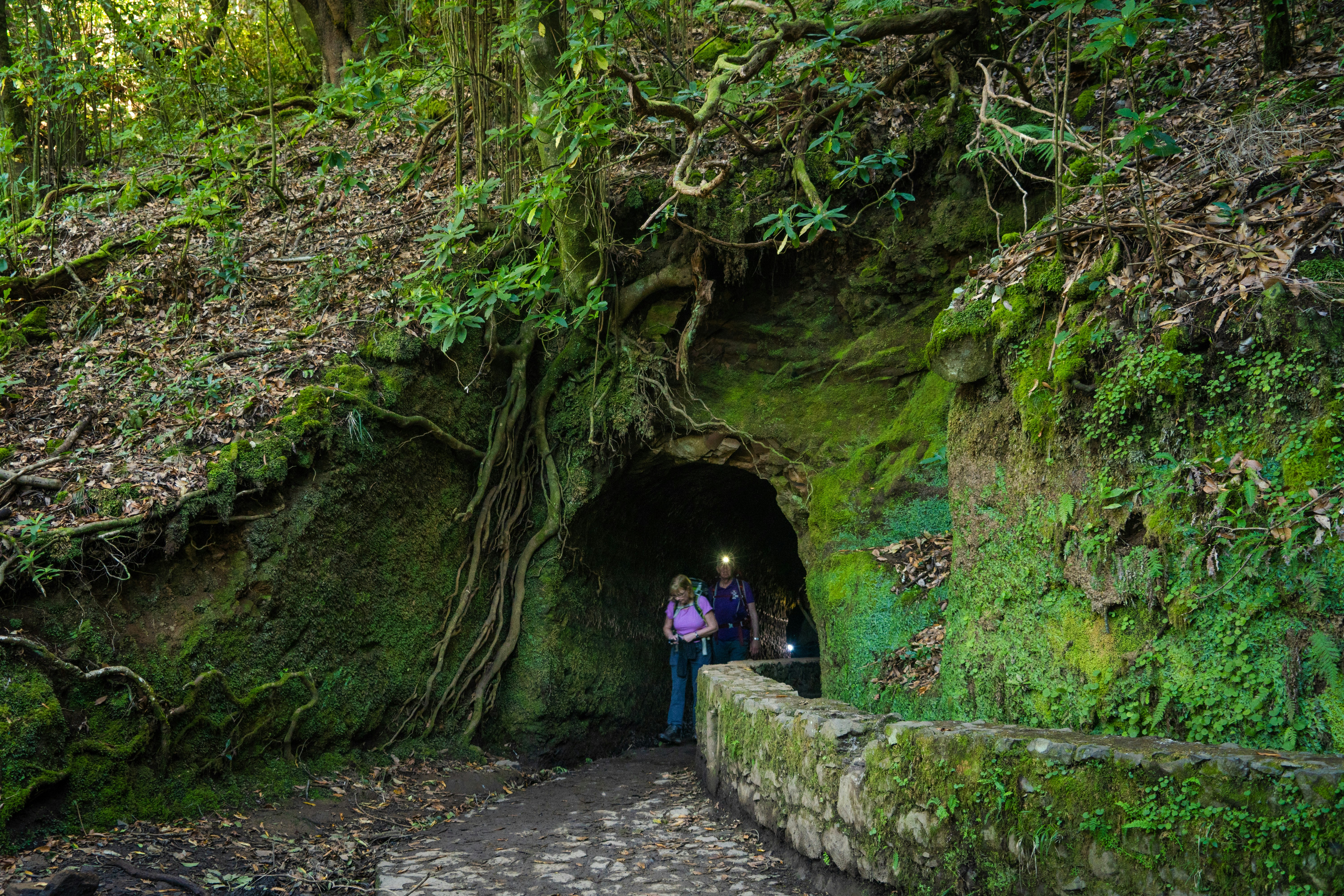 A person standing in a tunnel in a forest