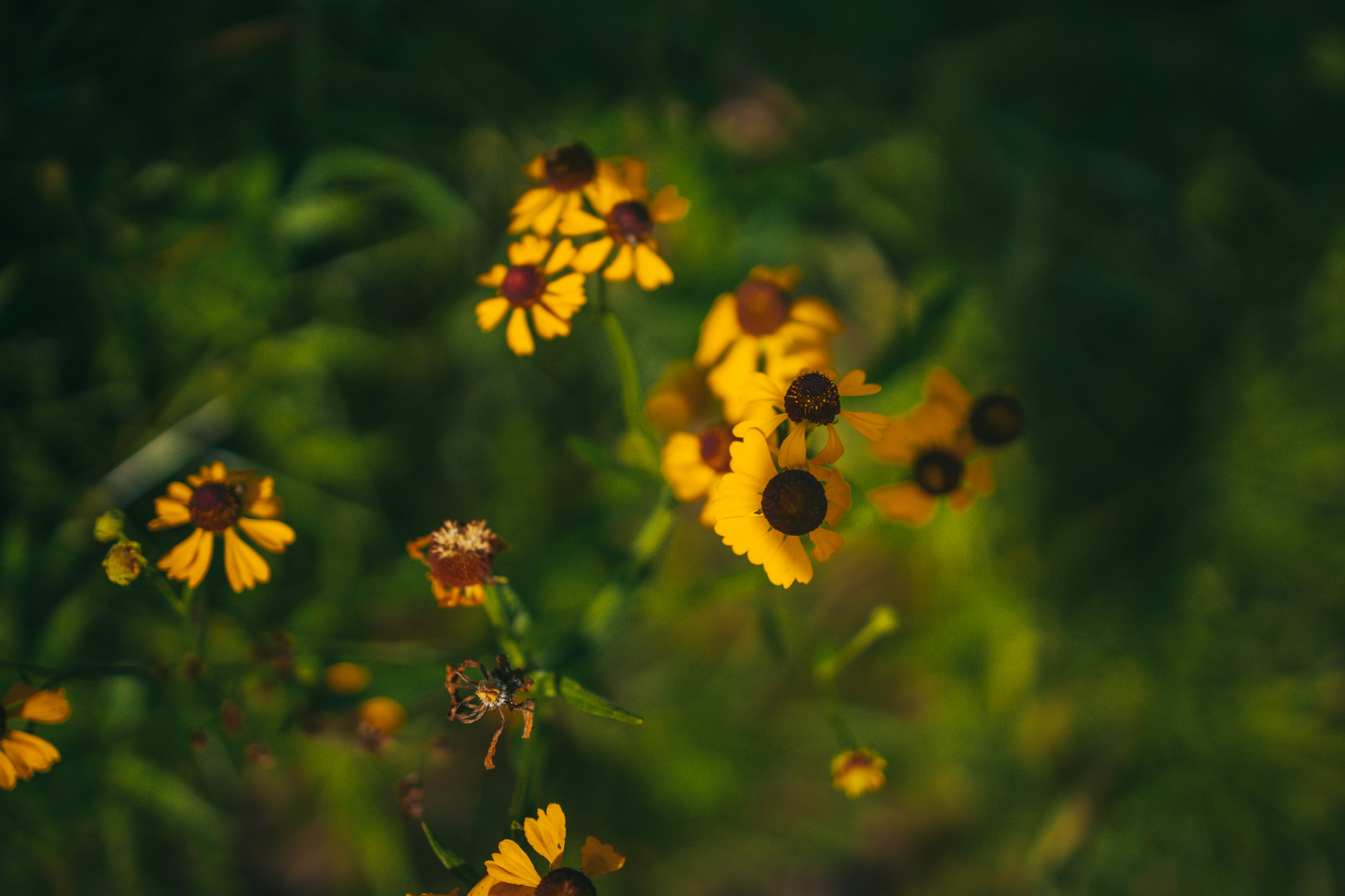 Photo by bradikancars